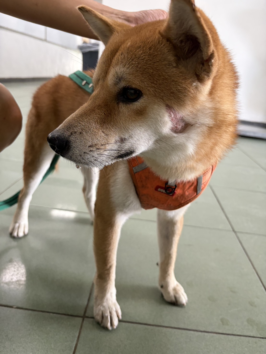 Photo of No. S151001-12, Adult · Male · Medium · Shiba Inu