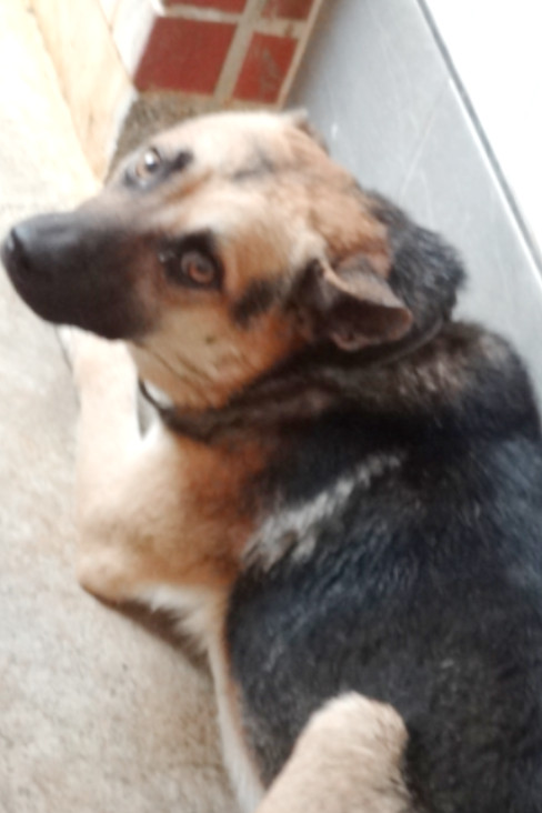 Black-and-brown adult male mixed-breed dog, Large, shelter no. …1643