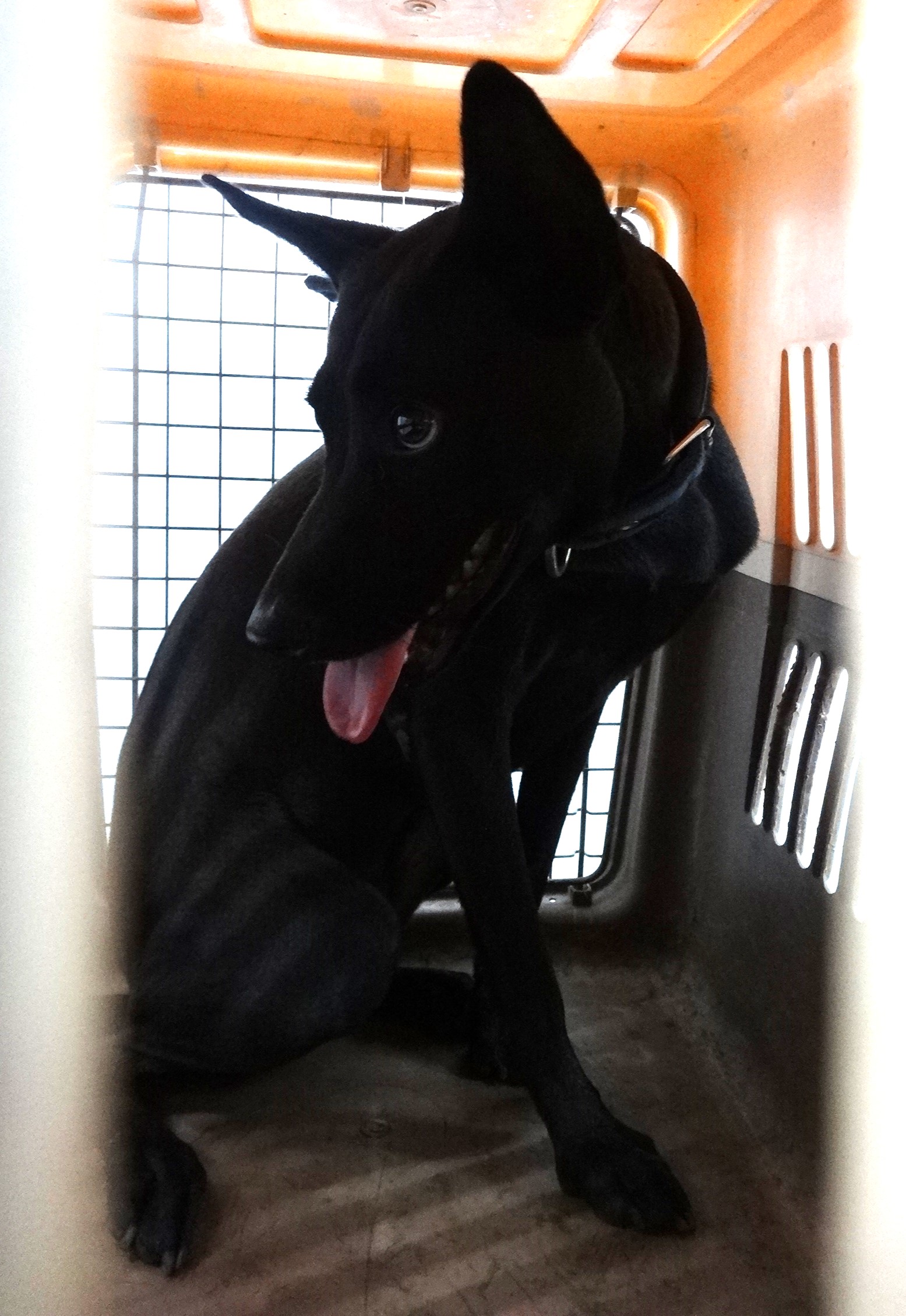 Black adult female mixed-breed dog, Large, shelter no. …1652