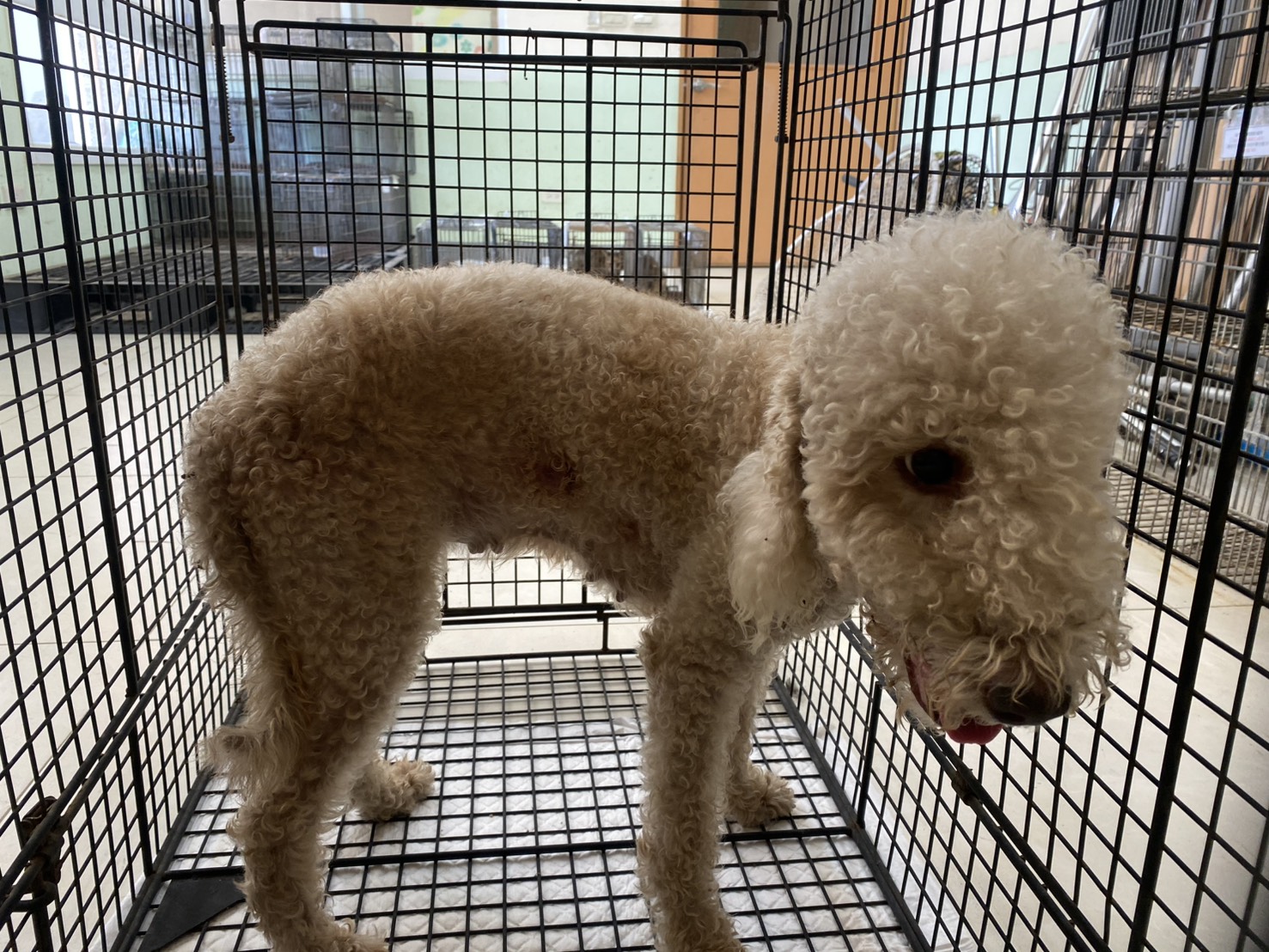 Photo of No. 1150908D01, Adult · Female · Medium · Afghan Hound
