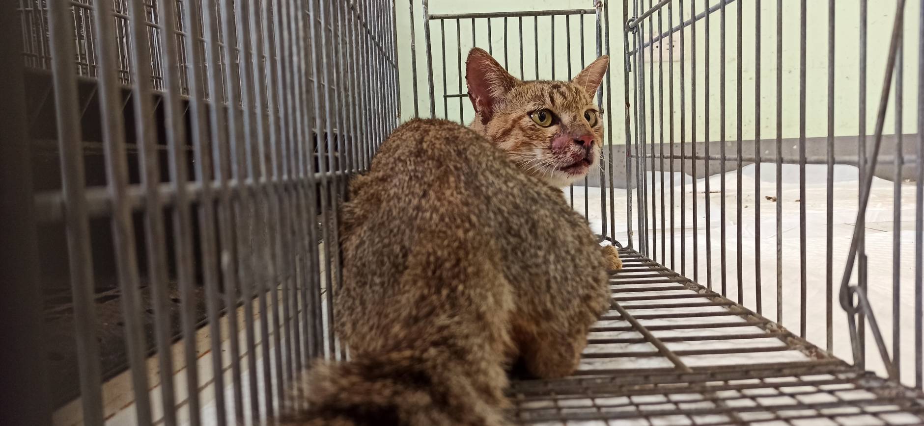 Adult male mixed-breed cat, Small, shelter no. …8C01