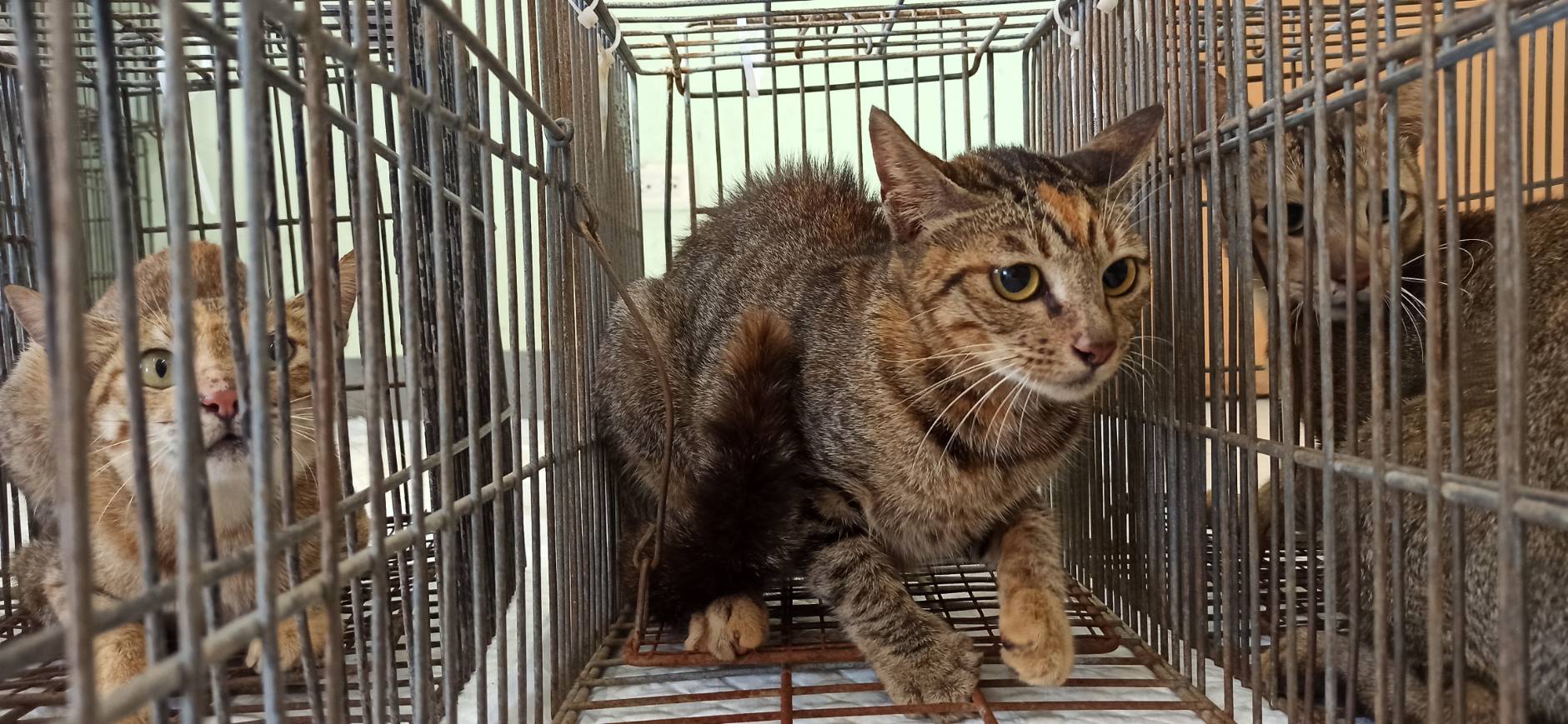 Photo of No. 1150908C03, Adult · Female · Small · Mixed breed