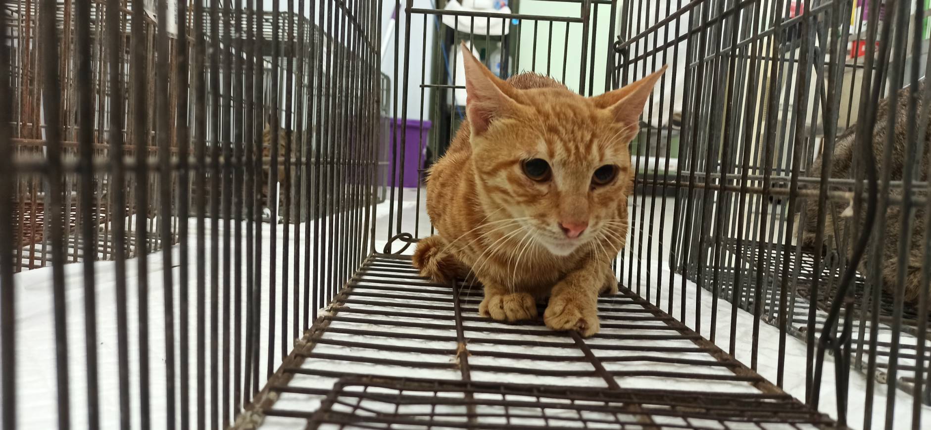 Photo of No. 1150908C05, Adult · Male · Small · Mixed breed