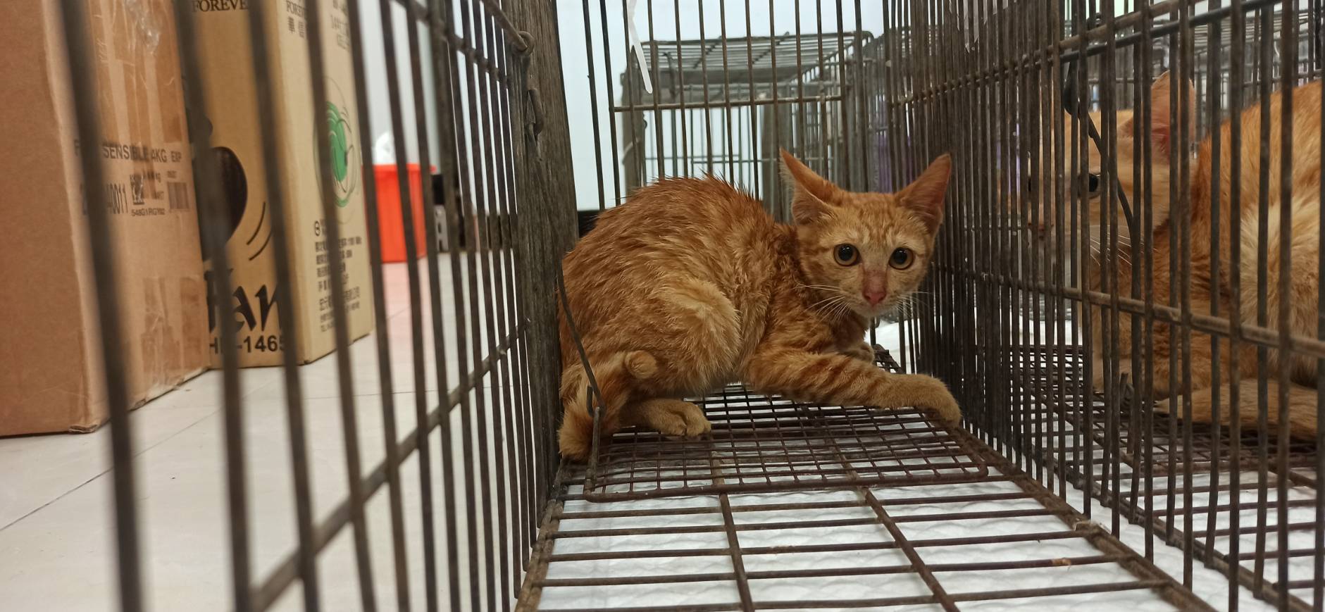 Photo of No. 1150908C07, Young · Female · Small · Mixed breed