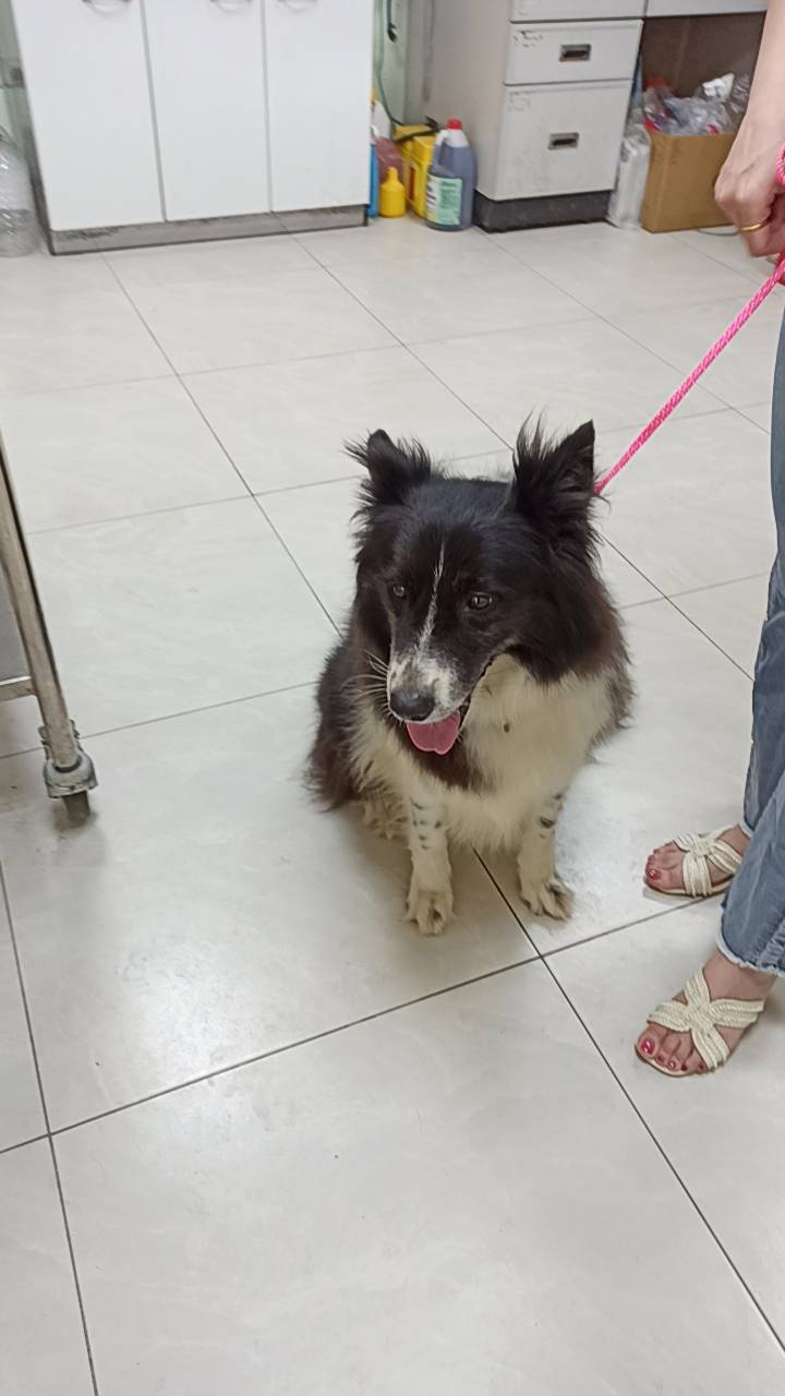 Photo of No. 1150909D01, Adult · Female · Medium · Mixed breed