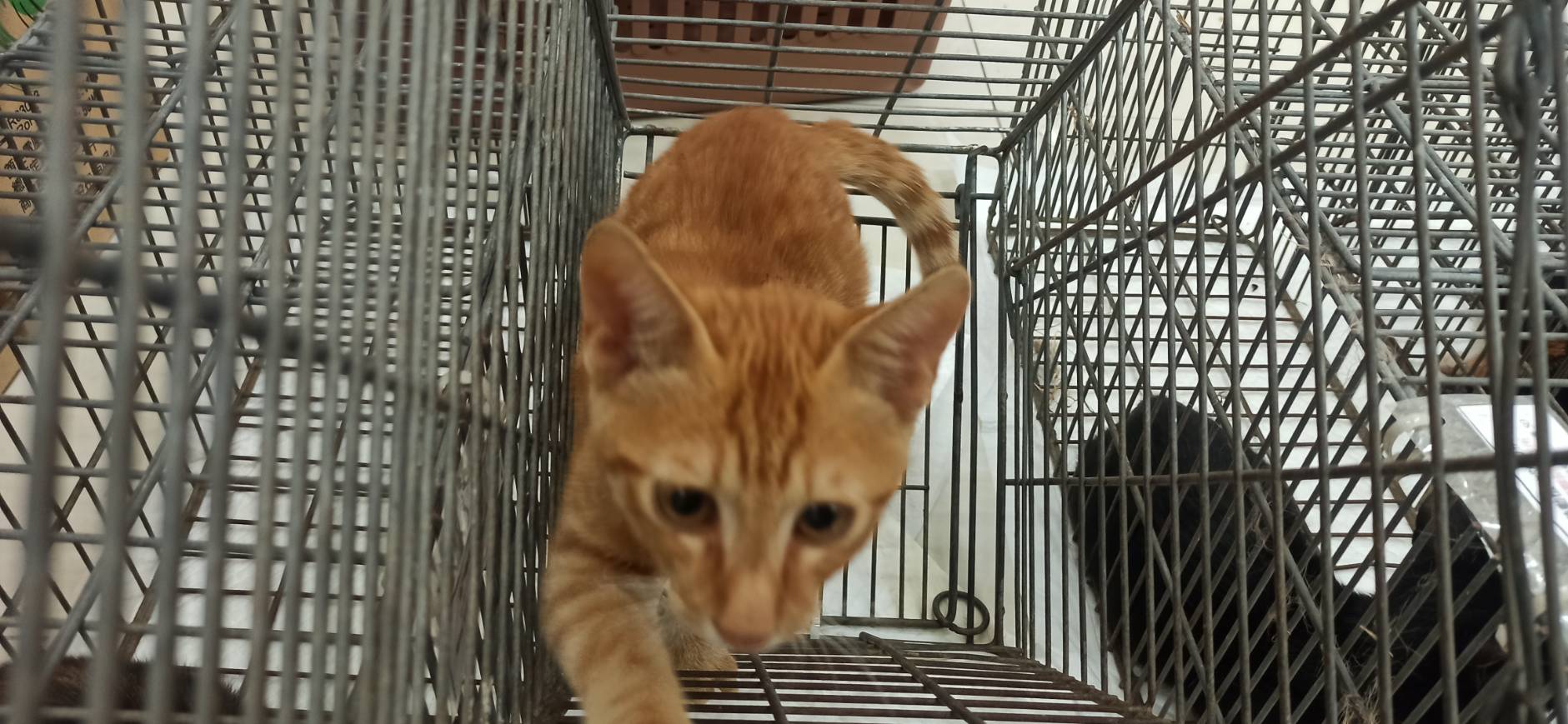 Orange tabby young female mixed-breed cat, Small, shelter no. …0C01