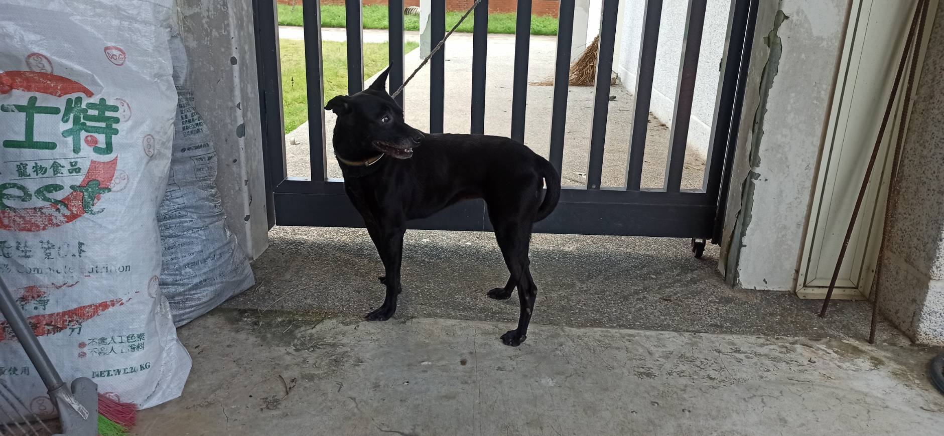 Photo of No. 1150911D01, Adult · Female · Medium · Mixed breed