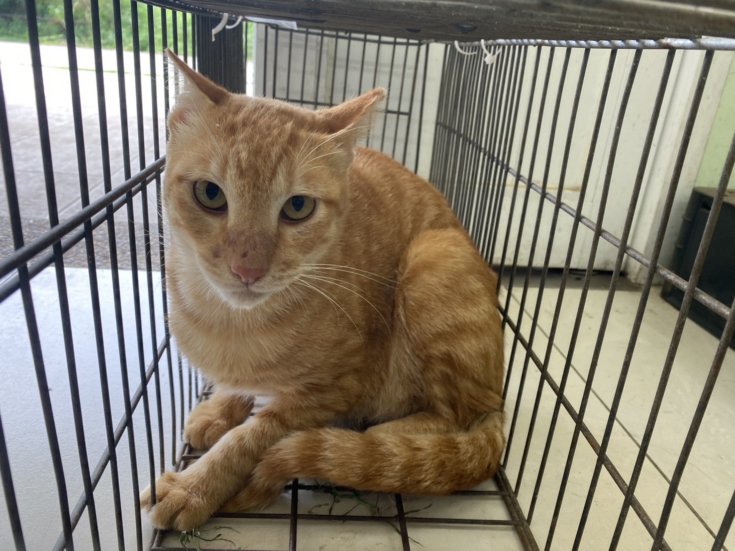 Photo of No. 1150911C01, Adult · Male · Small · Mixed breed