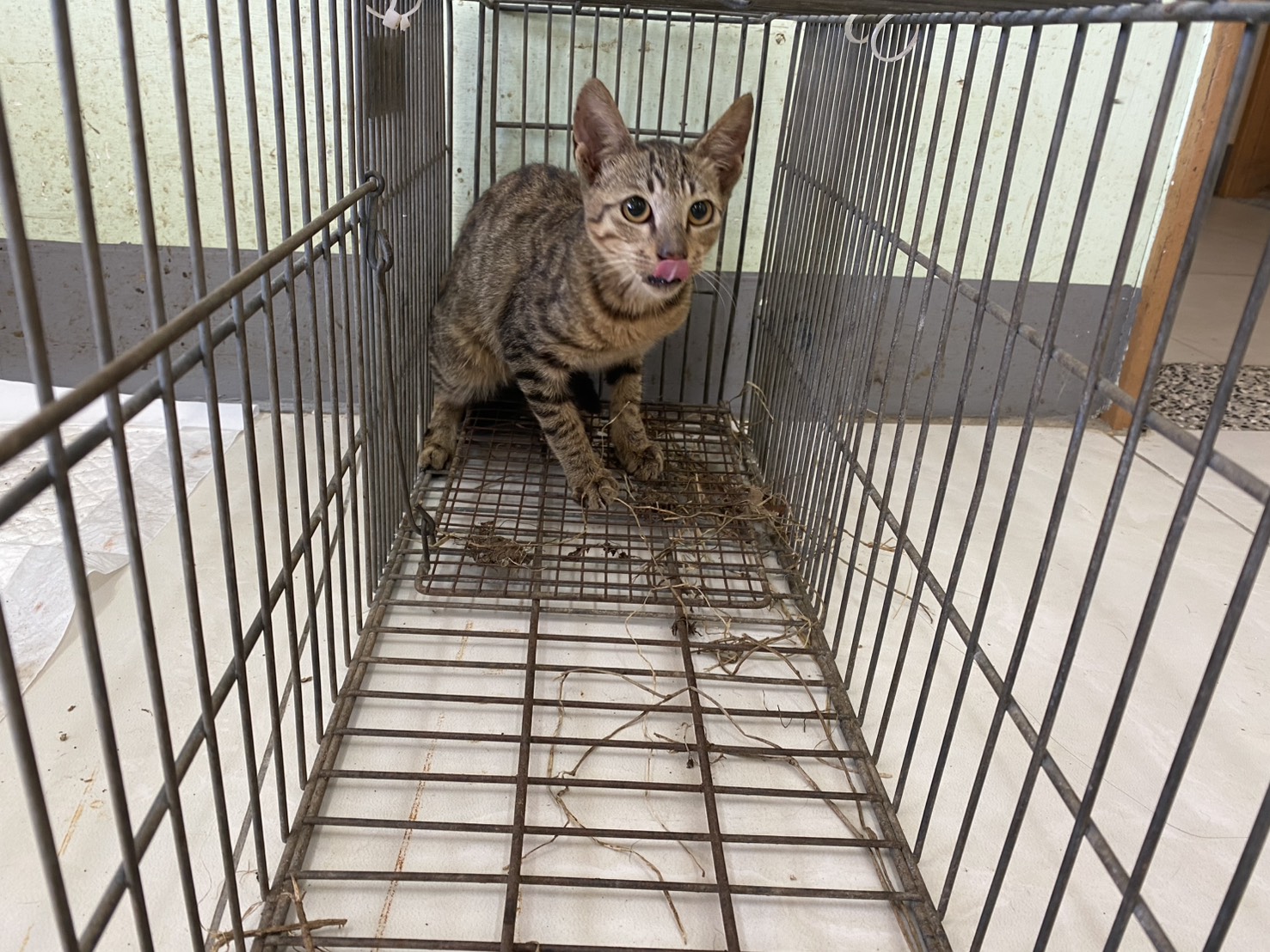 Young male mixed-breed cat, Small, shelter no. …1C02