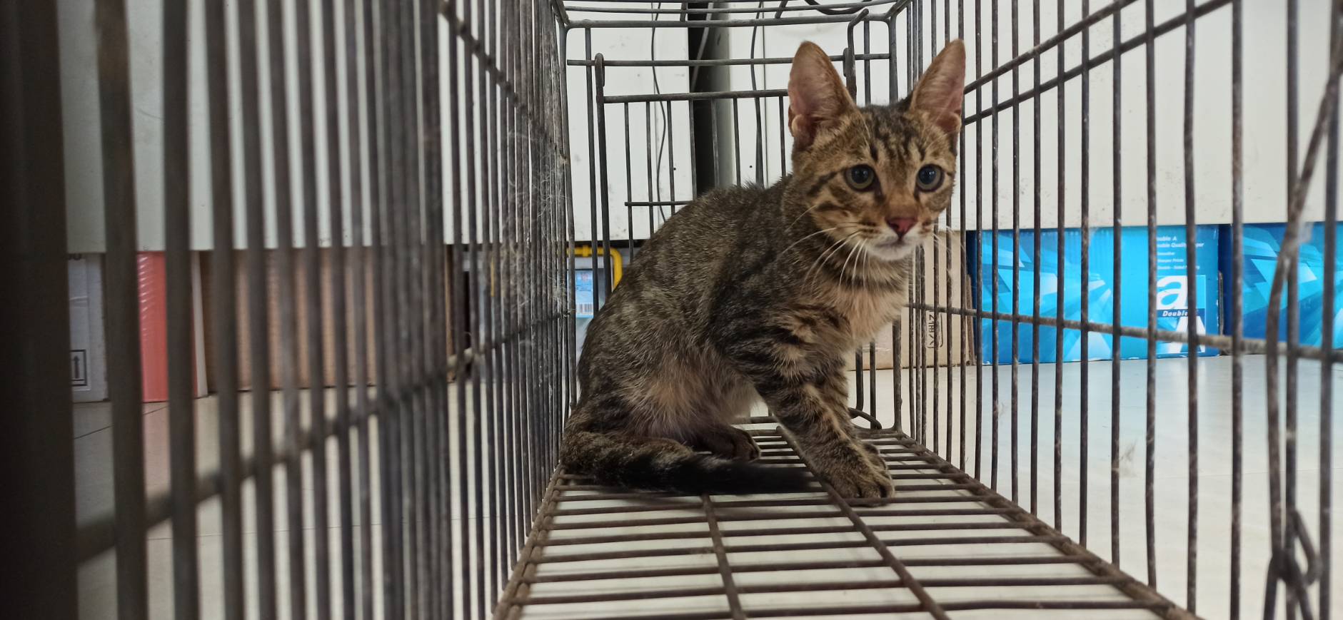Photo of No. 1150911C03, Young · Male · Small · Mixed breed
