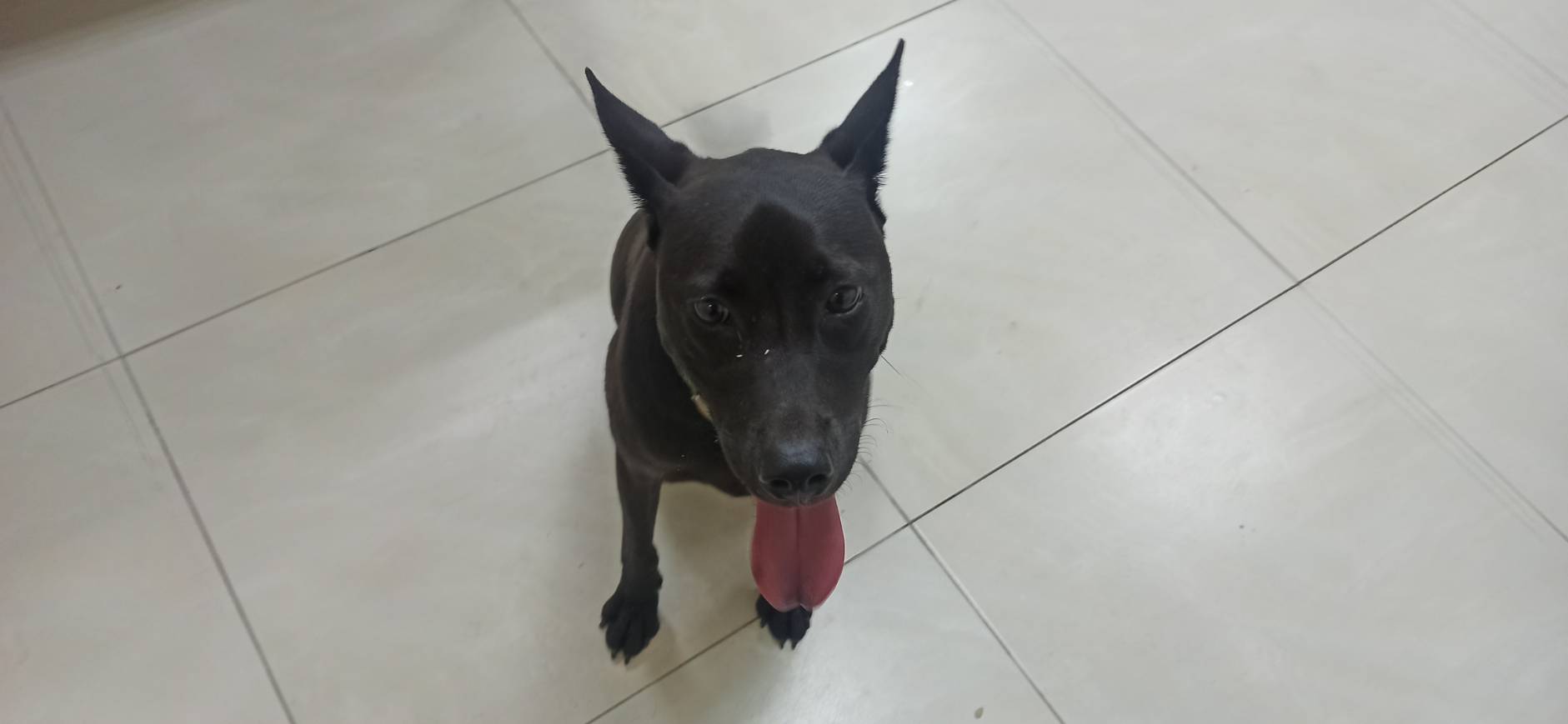 Photo of No. 1150915D01, Adult · Male · Medium · Mixed breed