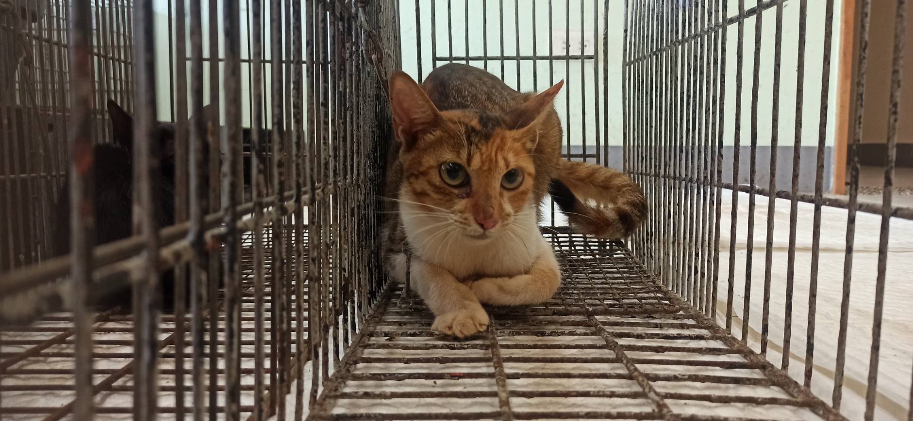 Photo of No. 1150915C01, Adult · Female · Small · Mixed breed