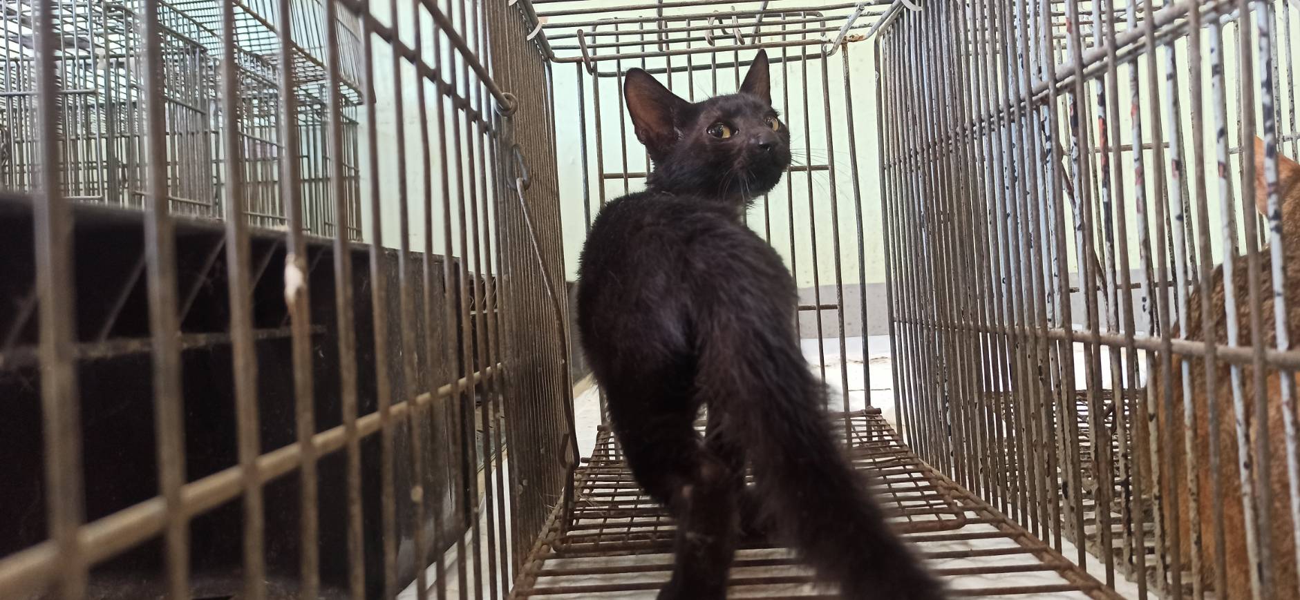 Photo of No. 1150915C02, Young · Male · Small · Mixed breed