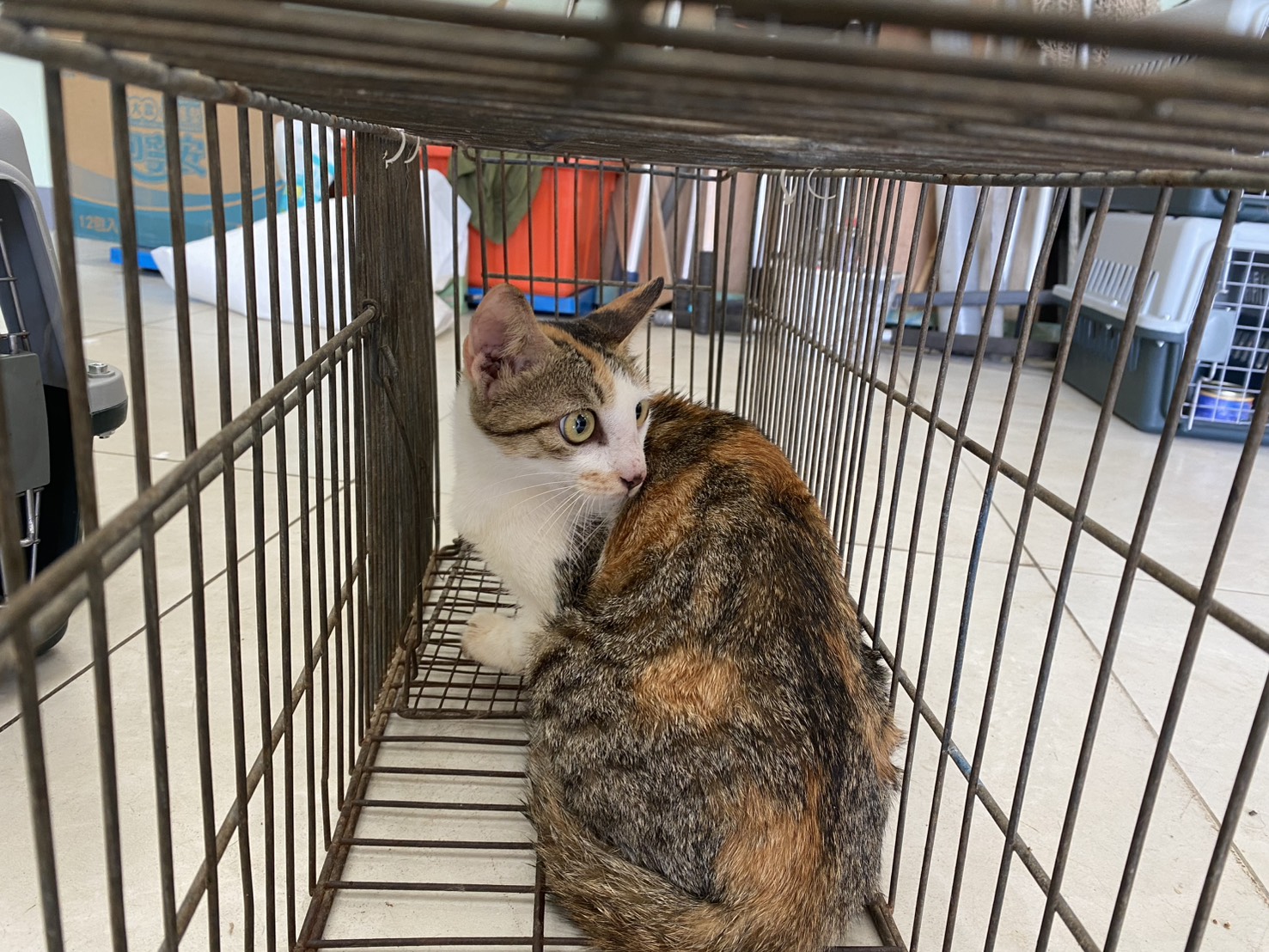 Photo of No. 1150915C03, Adult · Female · Small · Mixed breed