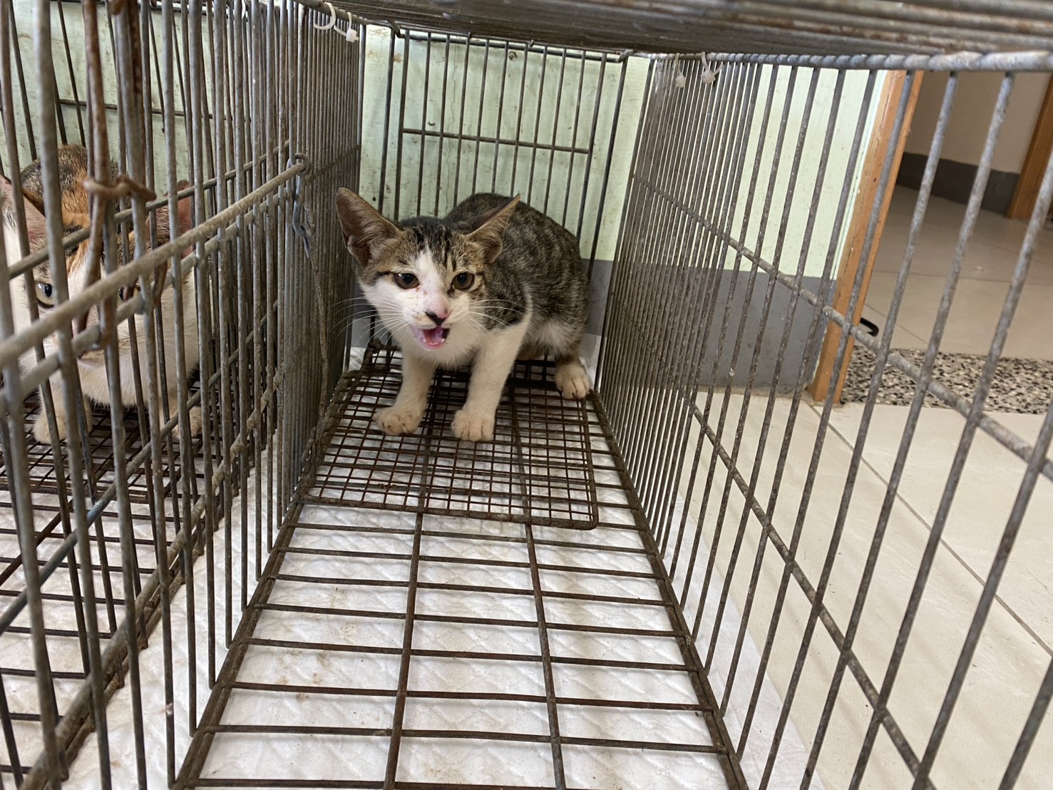 Photo of No. 1150915C04, Young · Male · Small · Mixed breed