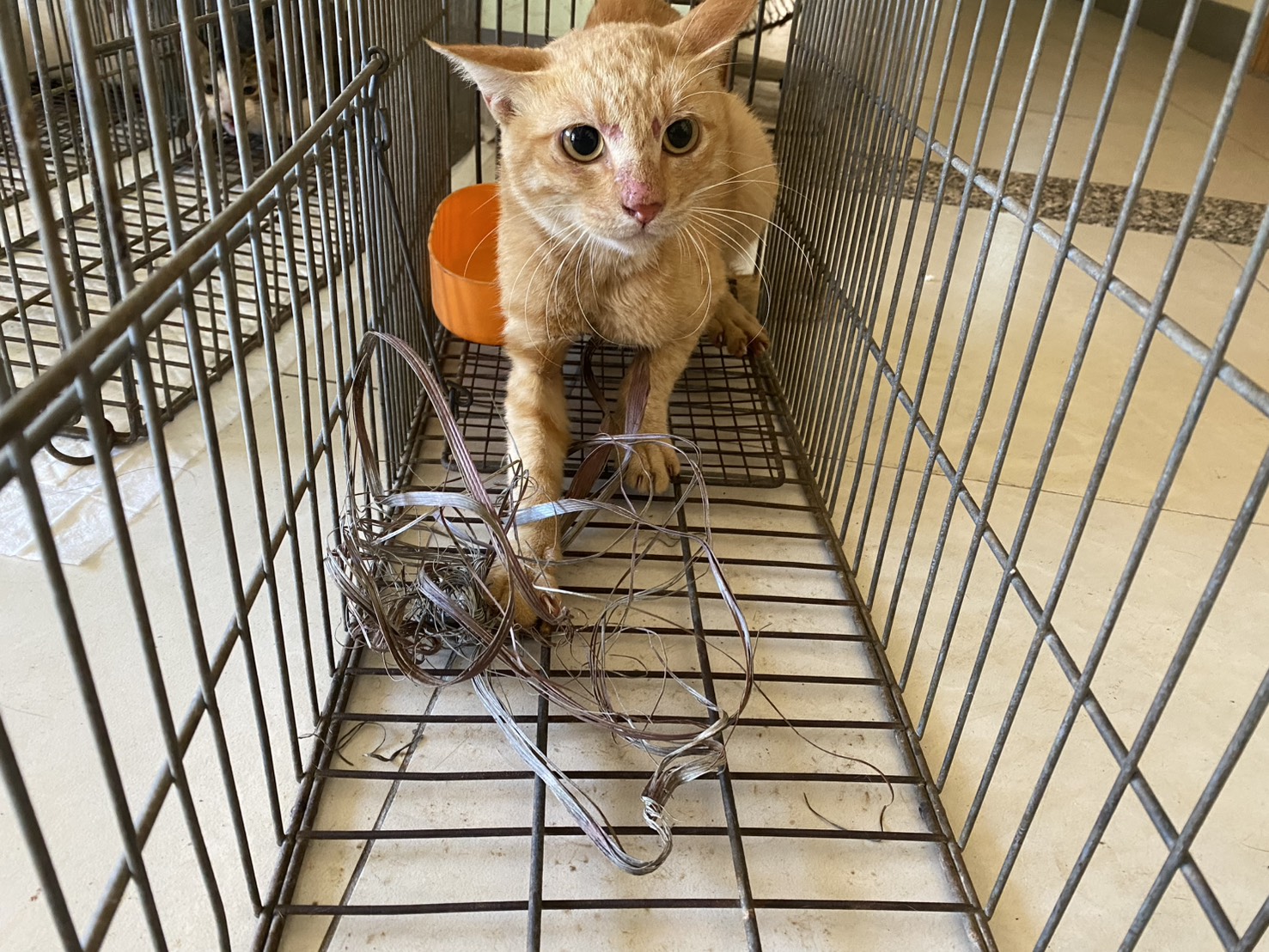 Photo of No. 1150915C05, Young · Male · Small · Mixed breed