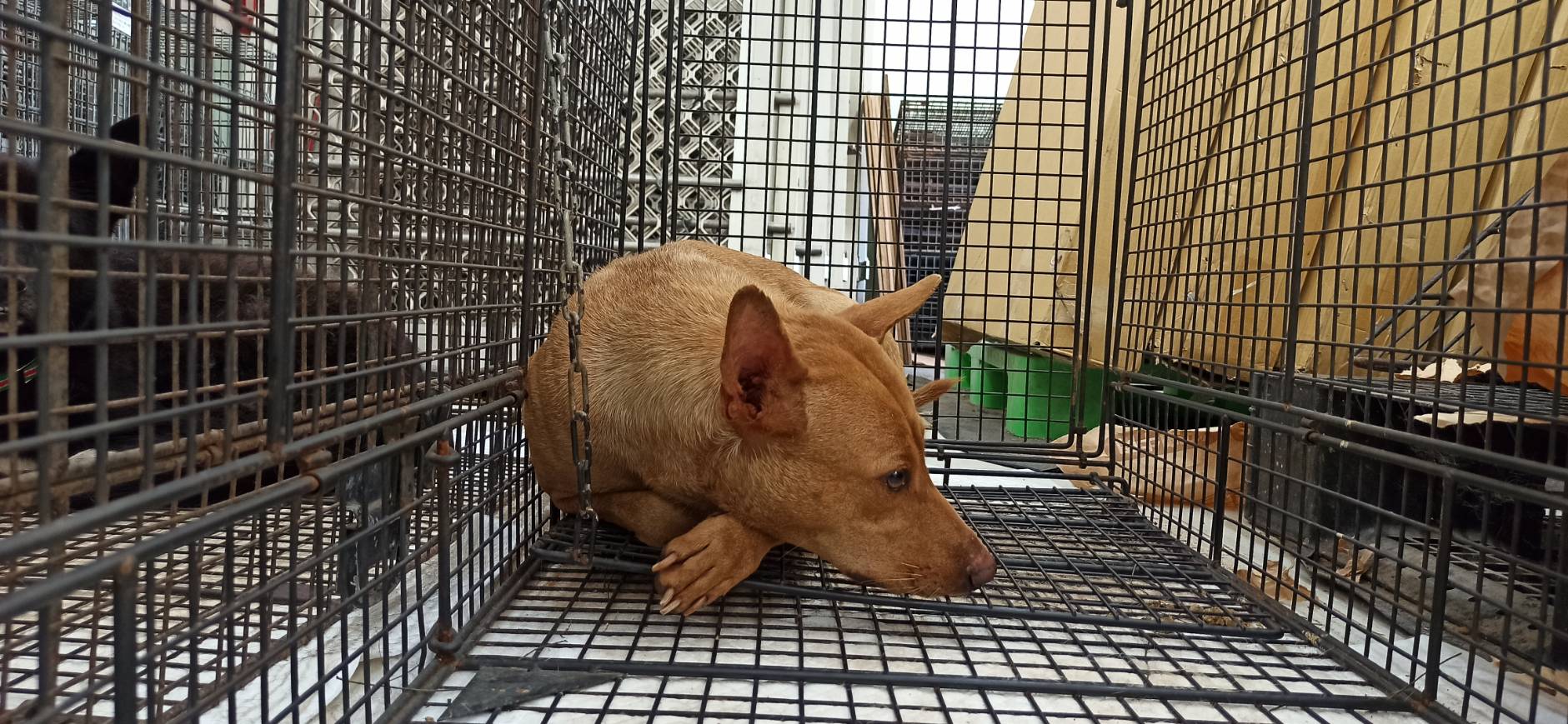 Photo of No. 1150916D02, Adult · Female · Medium · Mixed breed