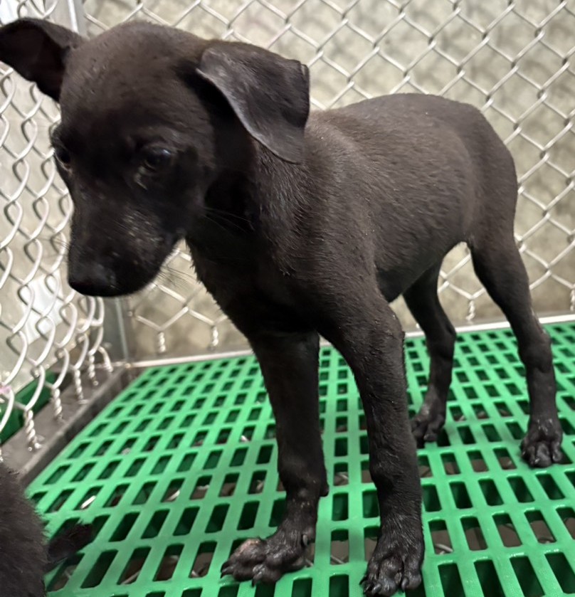 Photo of No. NAAAG1151002001, Young · Female · Small · Mixed breed