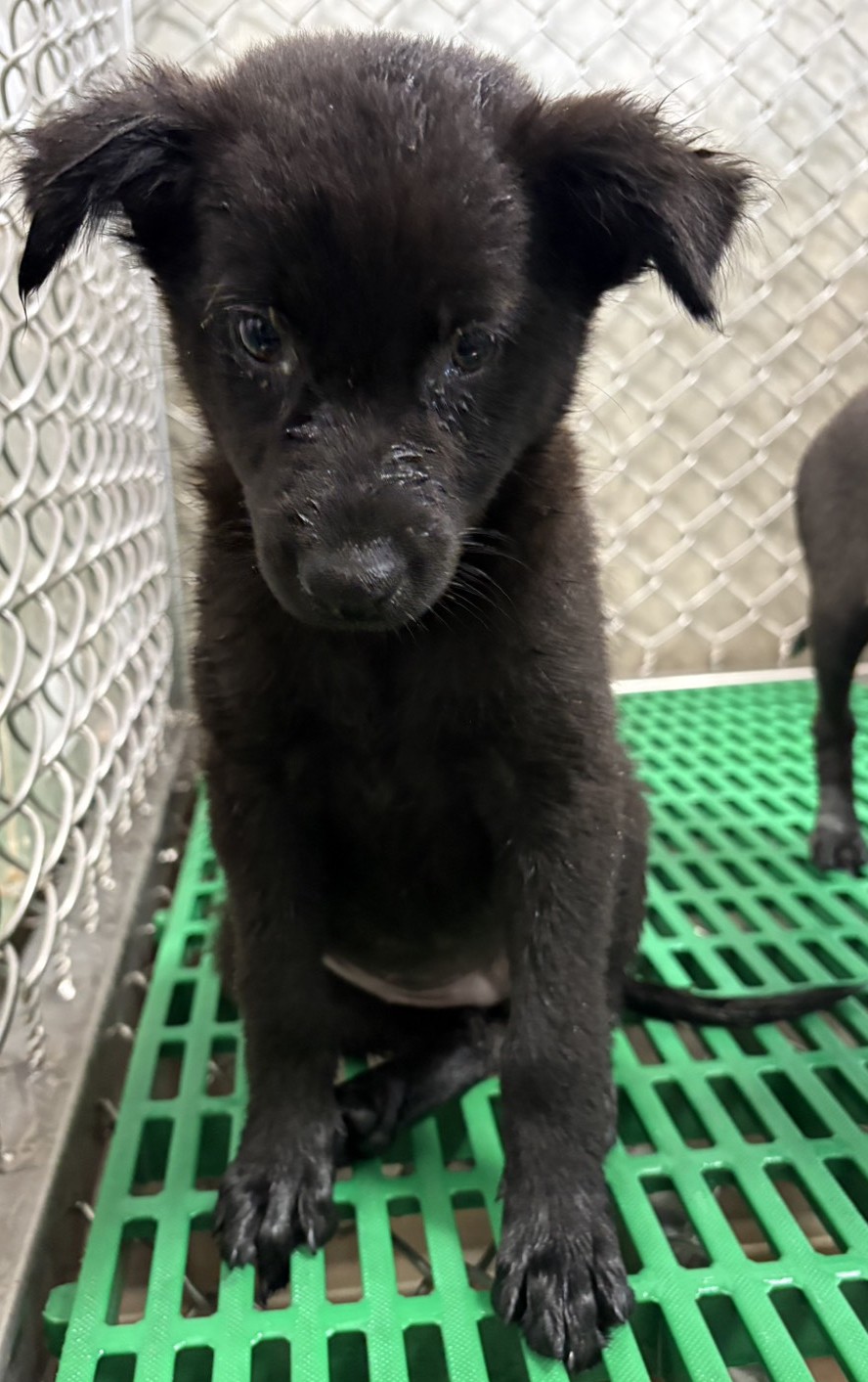 Photo of No. NAAAG1151002002, Young · Male · Small · Mixed breed