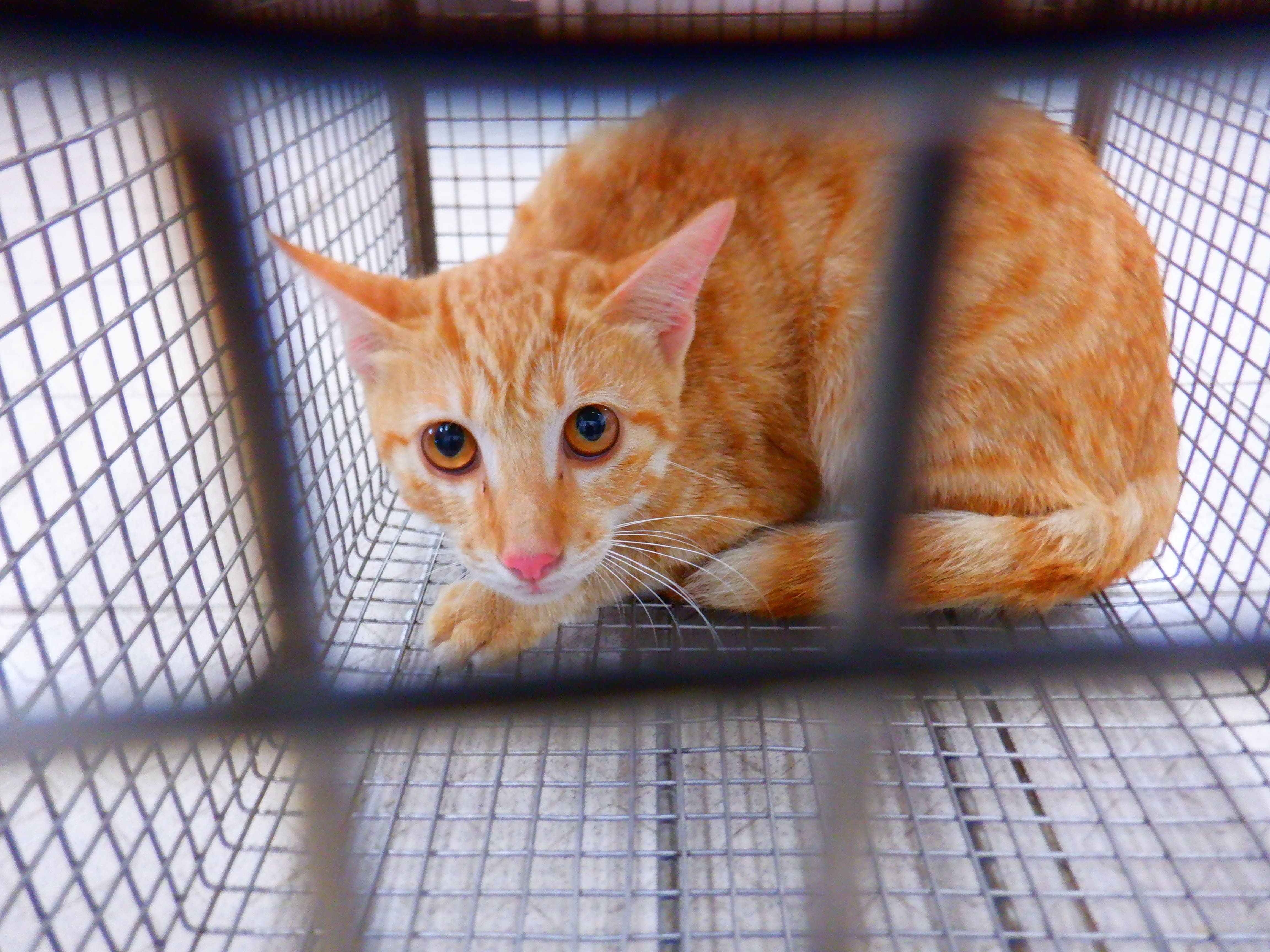 Photo of No. HAAAG1151001C1, Adult · Female · Small · Mixed breed
