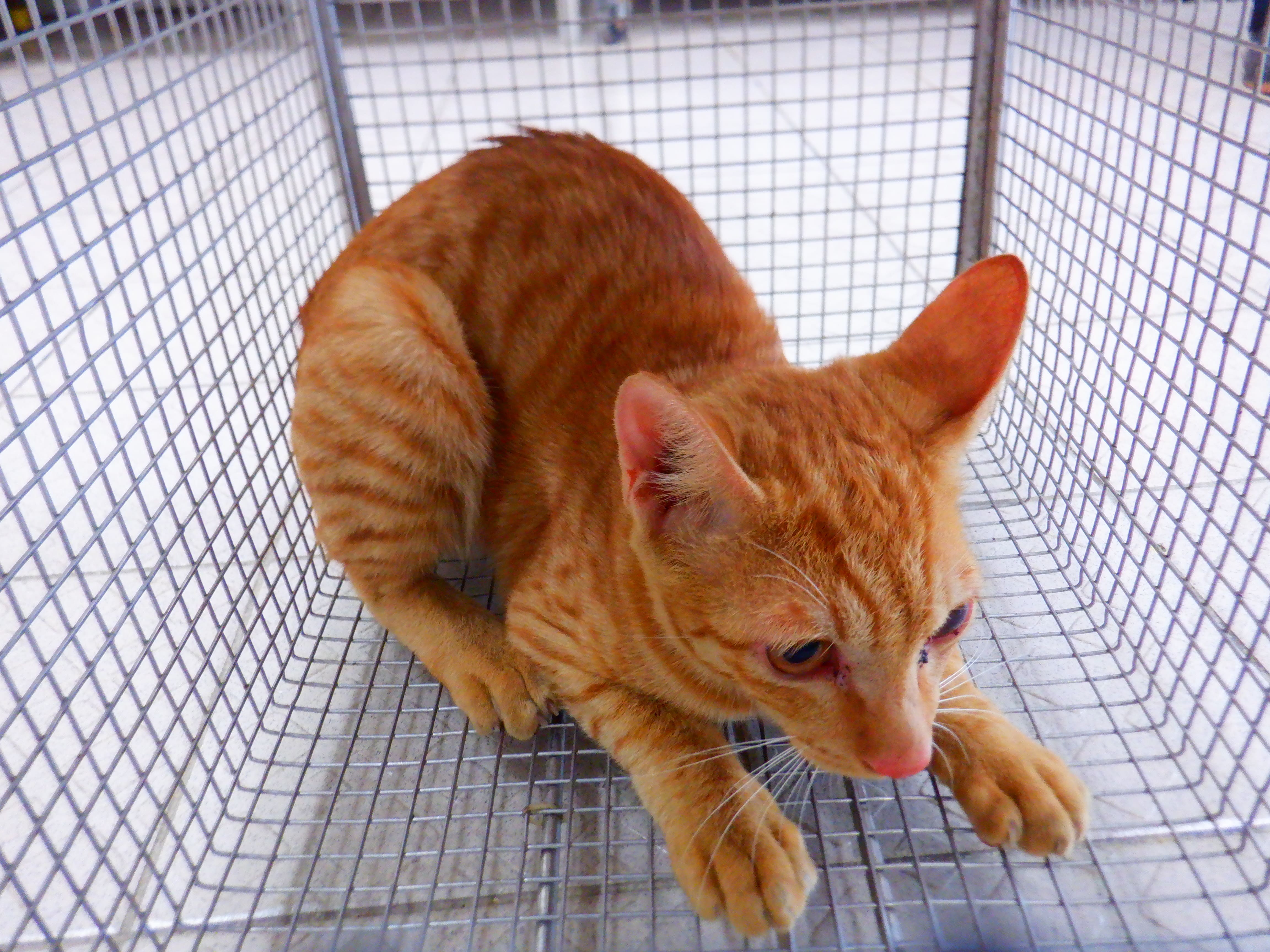 Photo of No. HAAAG1151001C3, Adult · Male · Small · Mixed breed