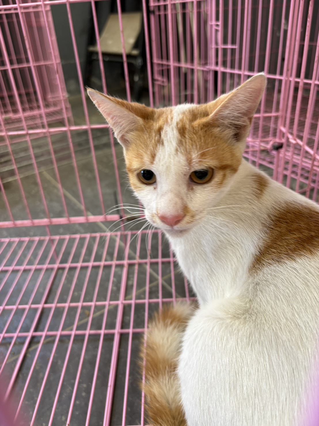 Orange-and-white adult male mixed-breed cat, Medium, shelter no. …2007