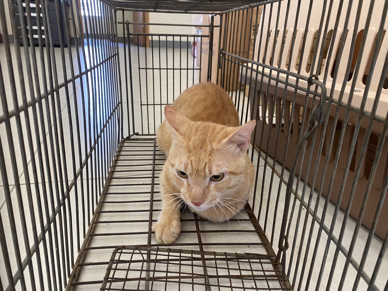 Photo of No. 1150917C01, Adult · Male · Small · Mixed breed