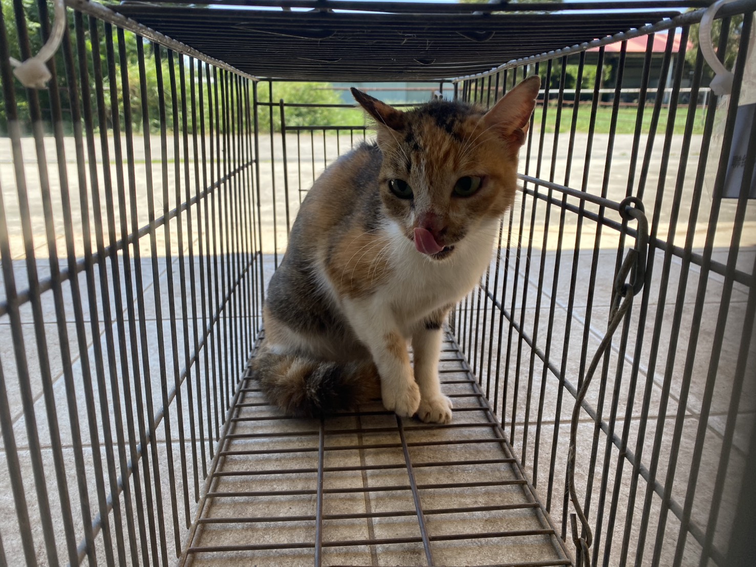 Photo of No. 1150918C01, Adult · Female · Small · Mixed breed