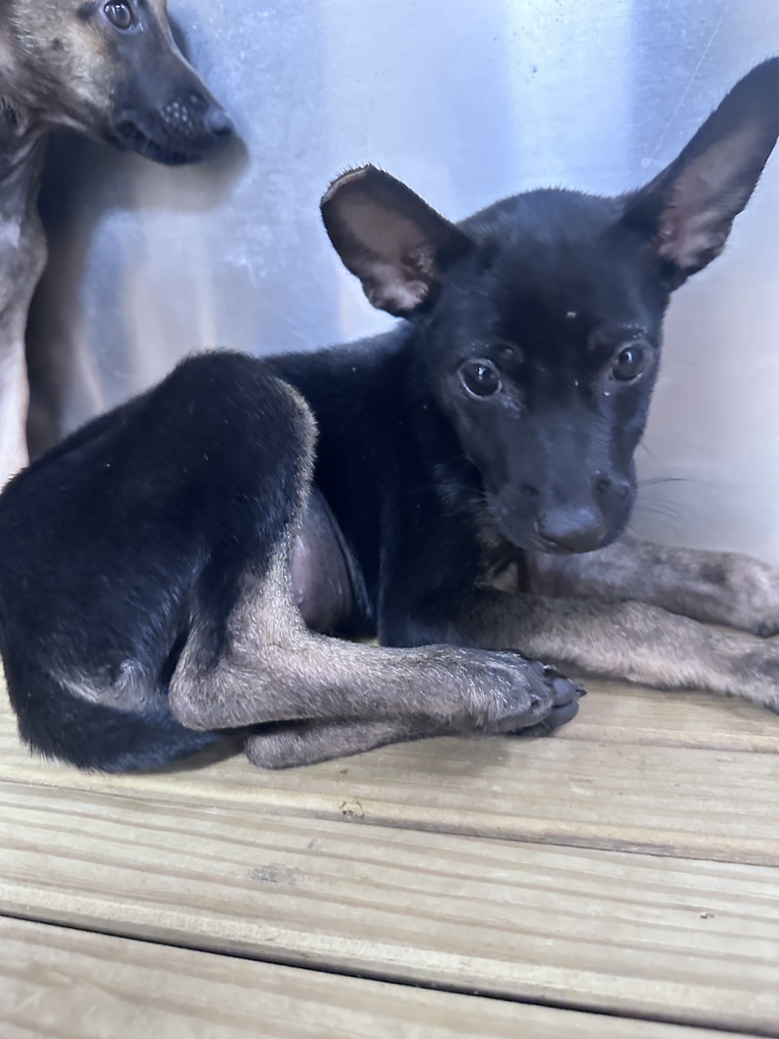 Photo of No. EAAAG1151002003, Young · Female · Small · Mixed breed