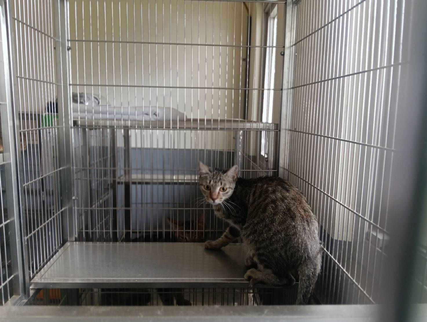 Photo of No. RAAAG1151002001, Adult · Female · Medium · Mixed breed