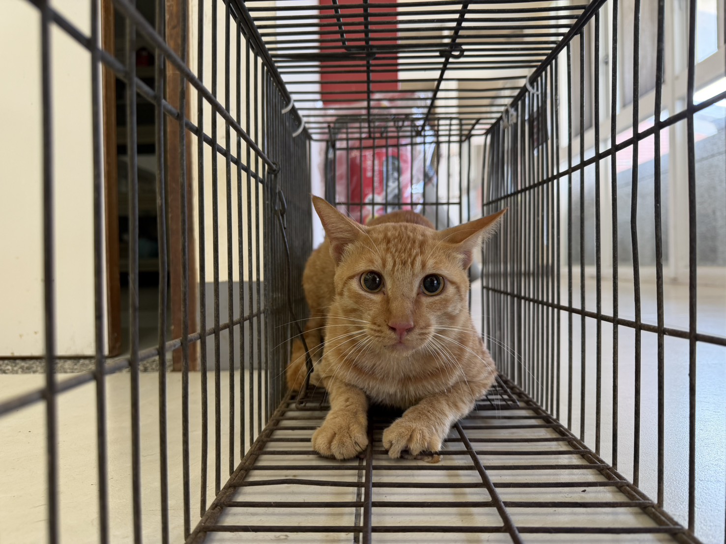 Photo of No. 1150221C07, Adult · Male · Small · Mixed breed