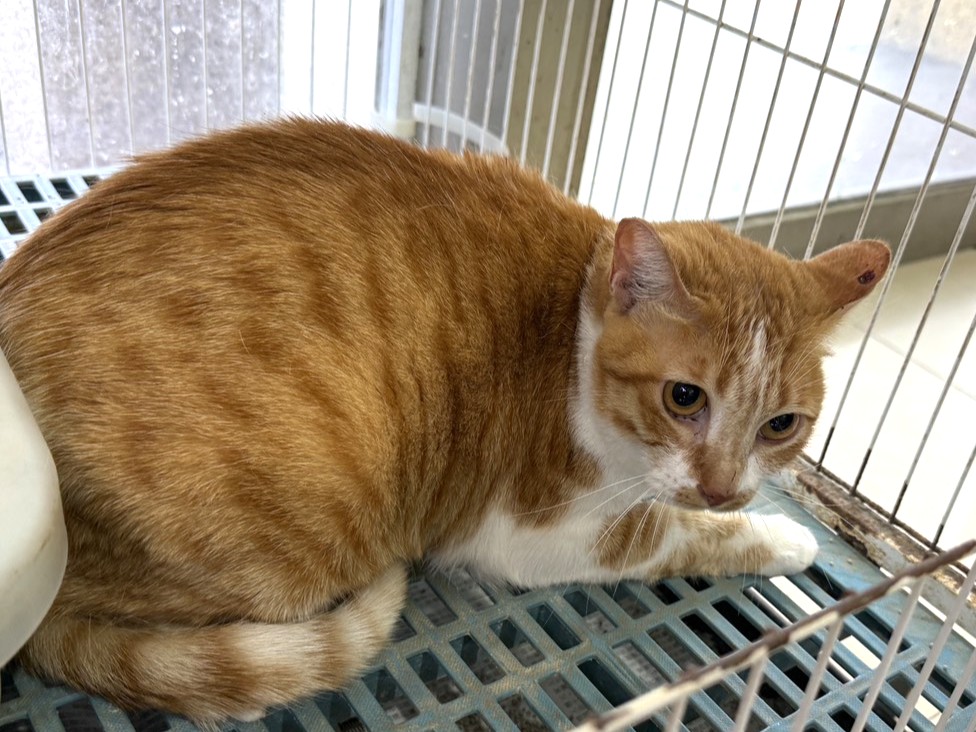 Photo of No. LAAAG1151002C4-1, Adult · Female · Small · Mixed breed
