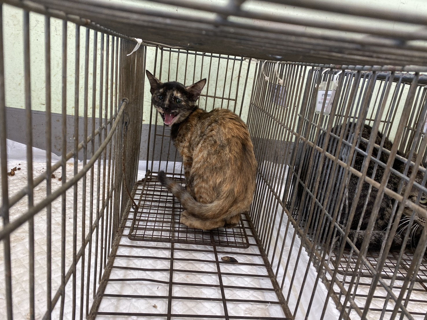 Photo of No. 1150922C03, Adult · Female · Small · Mixed breed