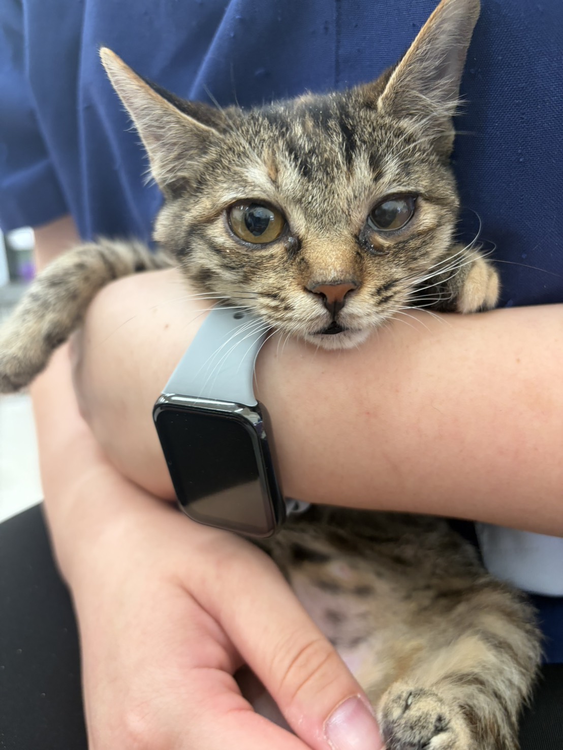 Photo of No. 1150923C06, Young · Female · Small · Mixed breed