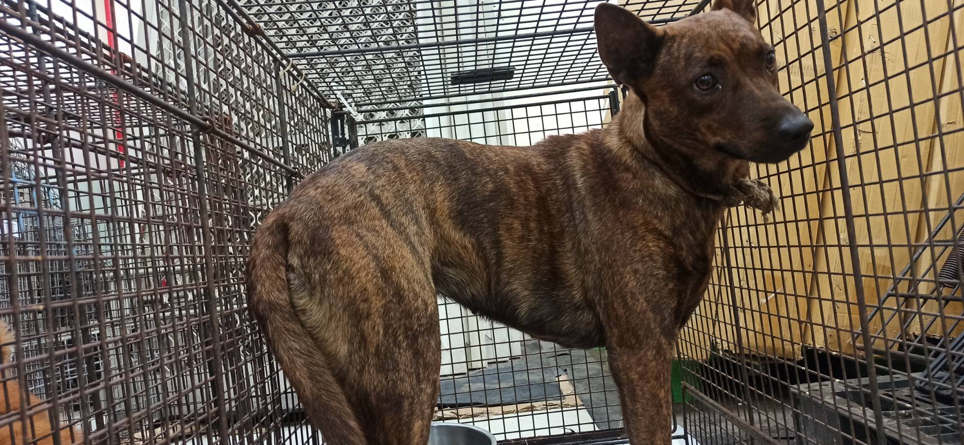 Photo of No. 1150929D01, Adult · Female · Medium · Mixed breed