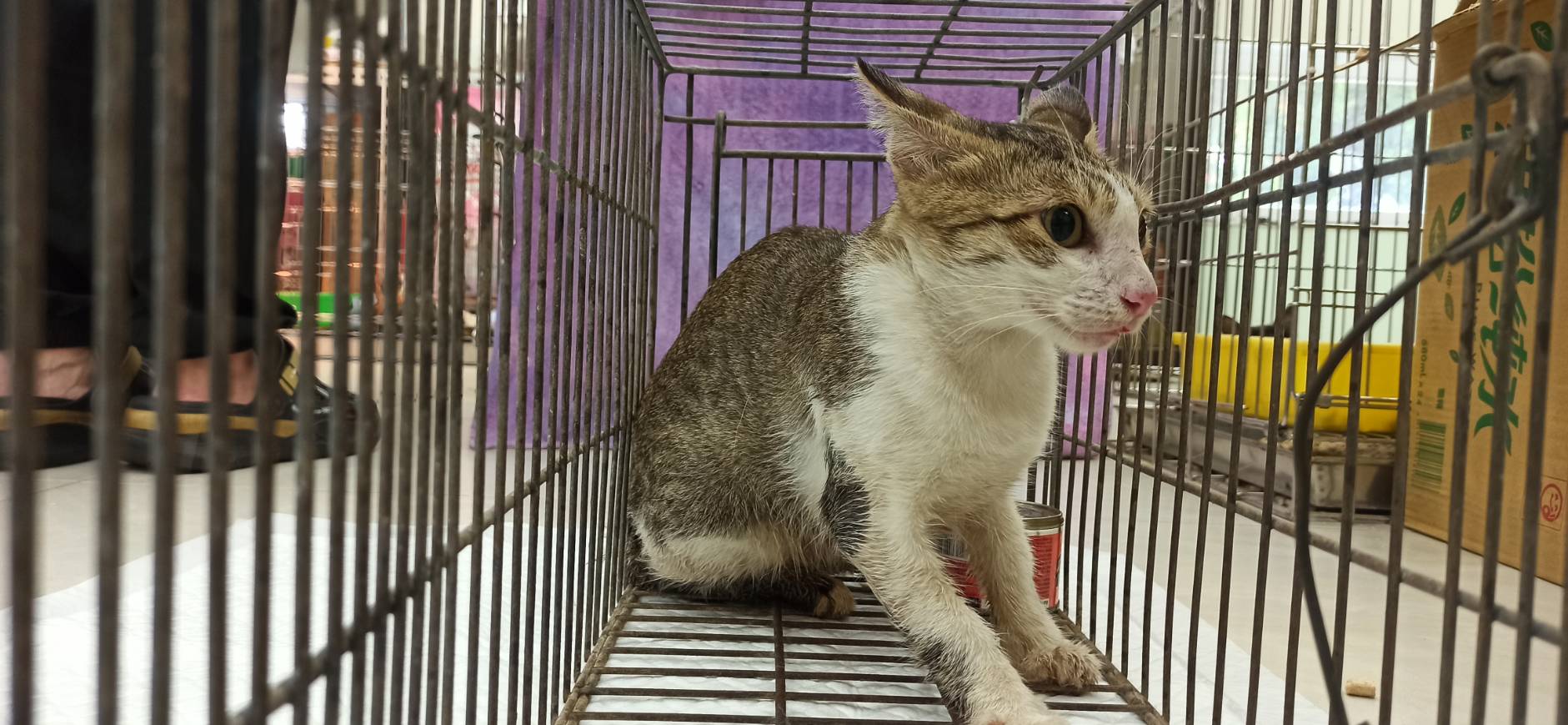 Adult female mixed-breed cat, Small, shelter no. …9C02