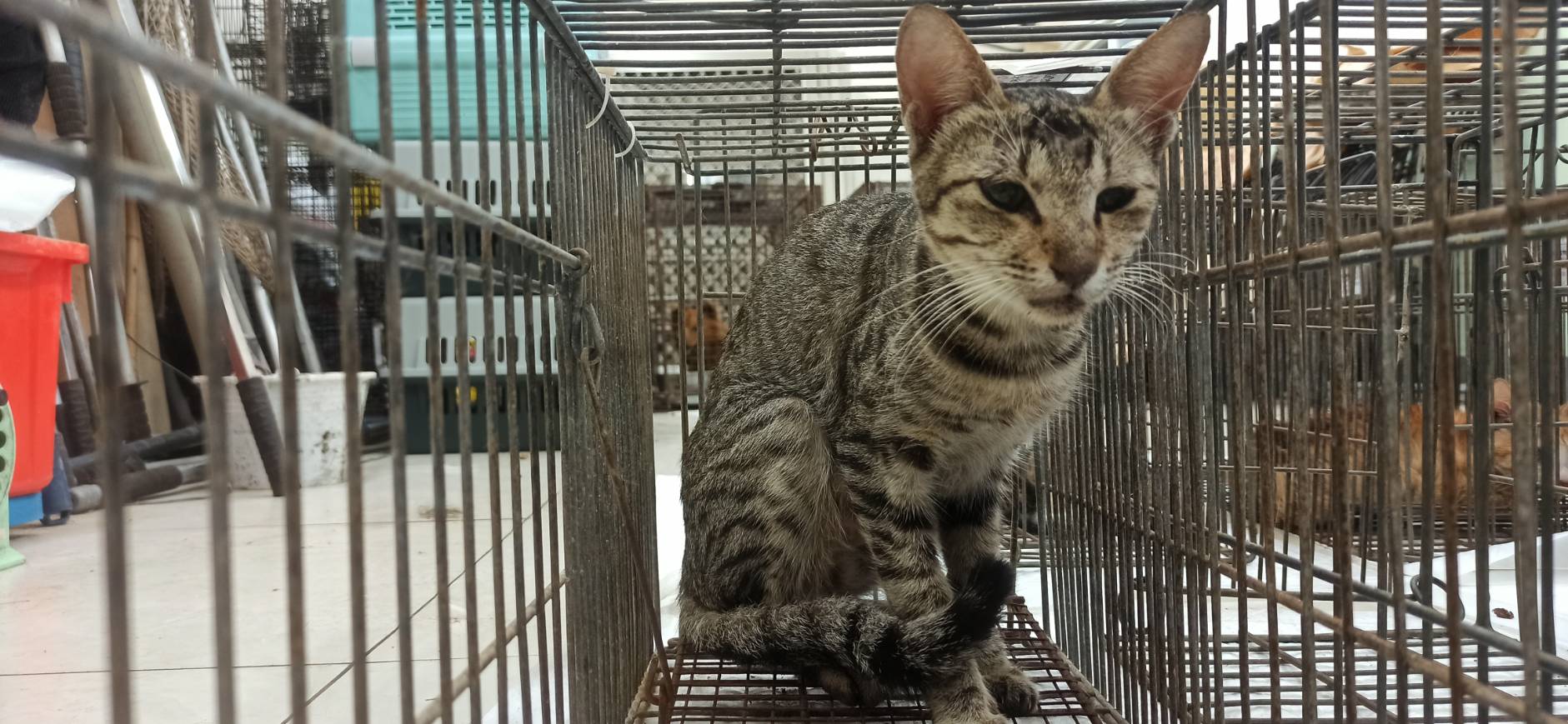 Photo of No. 1150929C04, Adult · Female · Small · Mixed breed