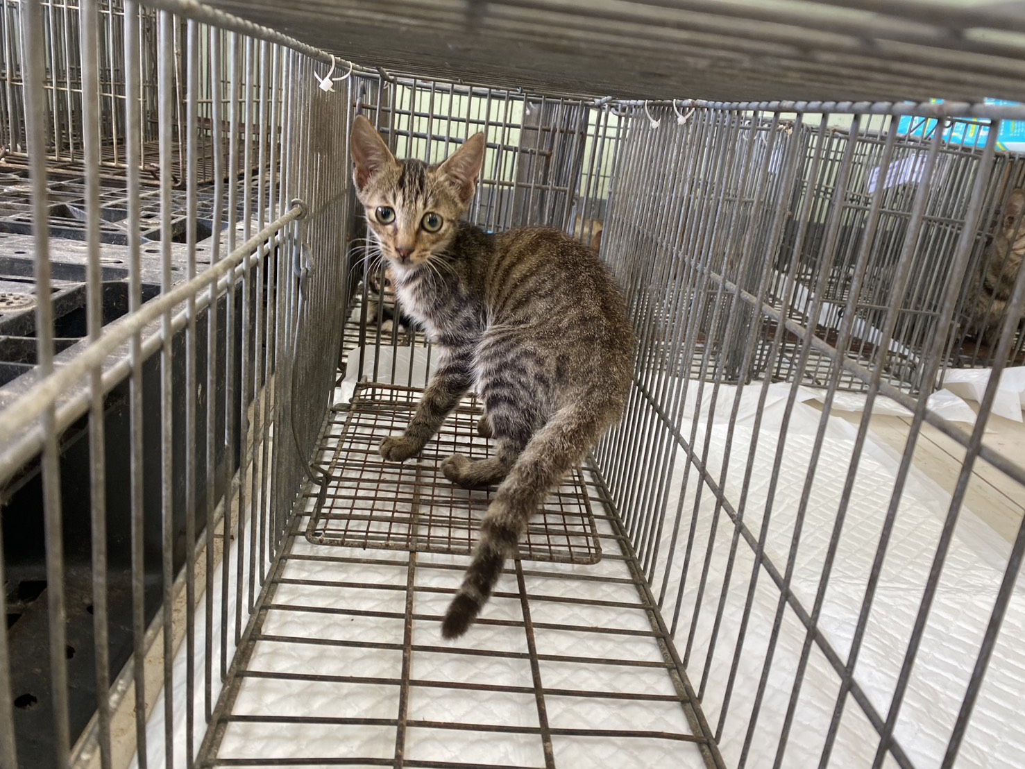 Photo of No. 1150929C07, Young · Male · Small · Mixed breed