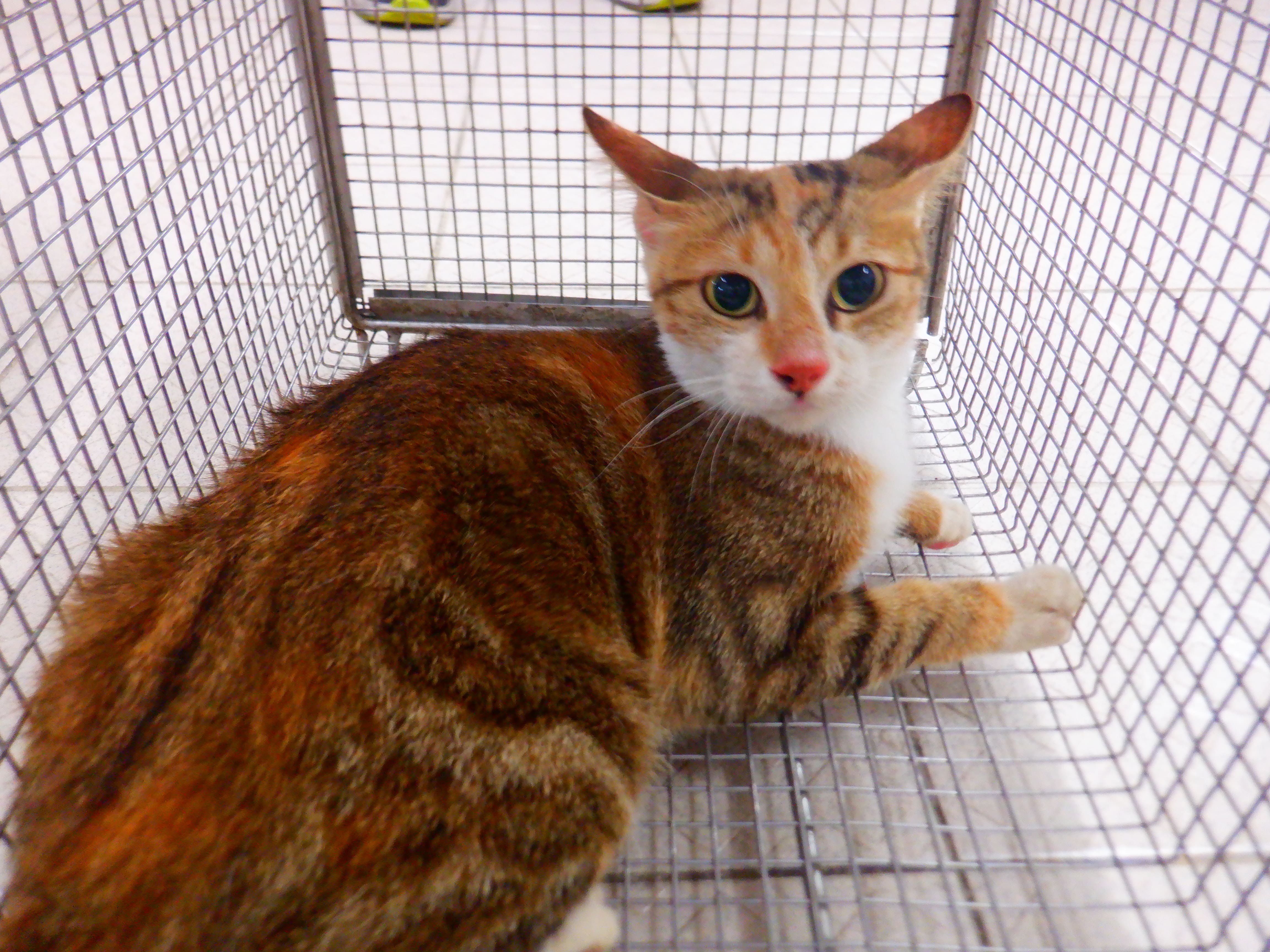 Calico adult female mixed-breed cat, Small, shelter no. …02C2