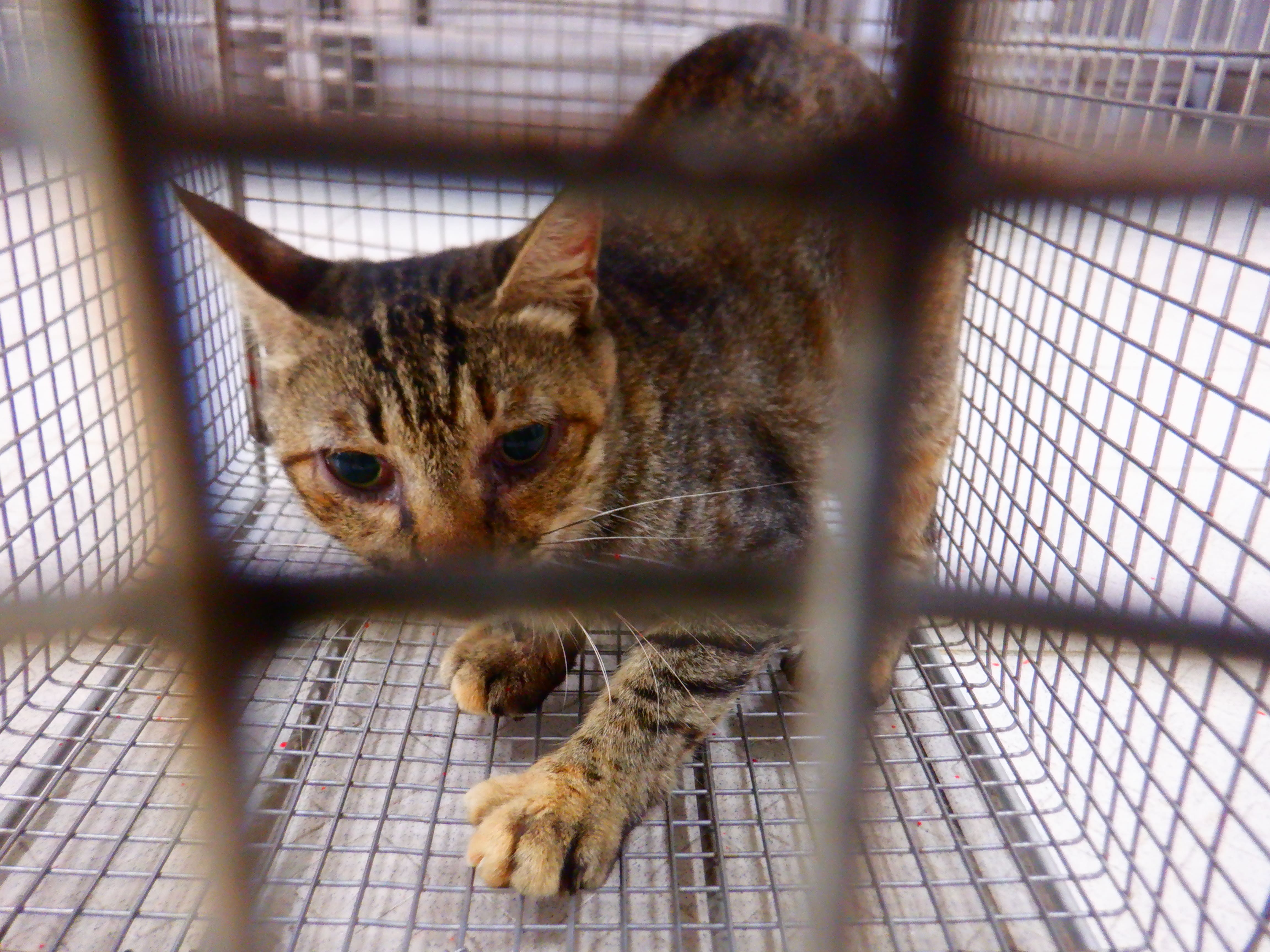 Tabby adult female mixed-breed cat, Small, shelter no. …02C7