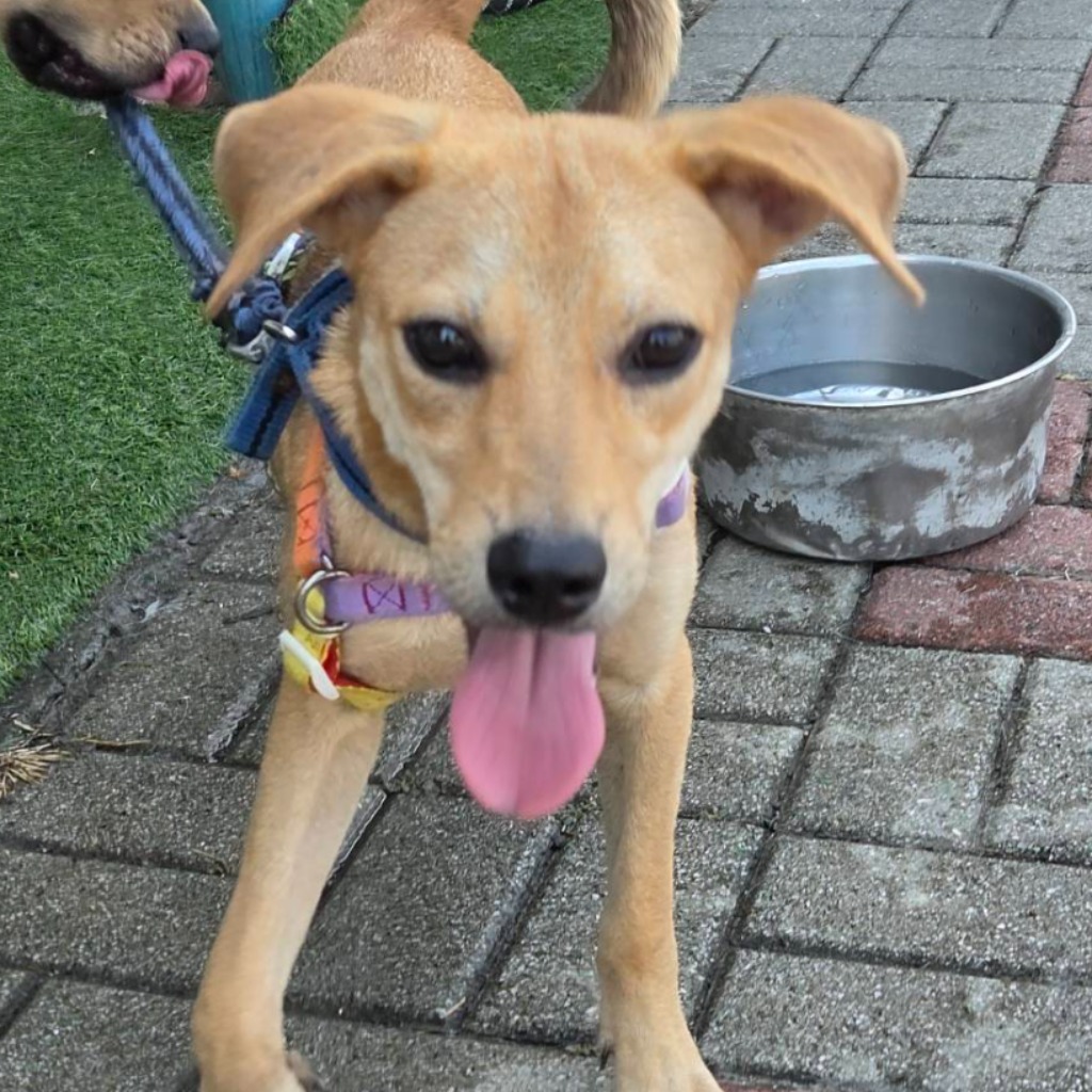 Photo of No. W140627-14, Adult · Female · Medium · Mixed breed