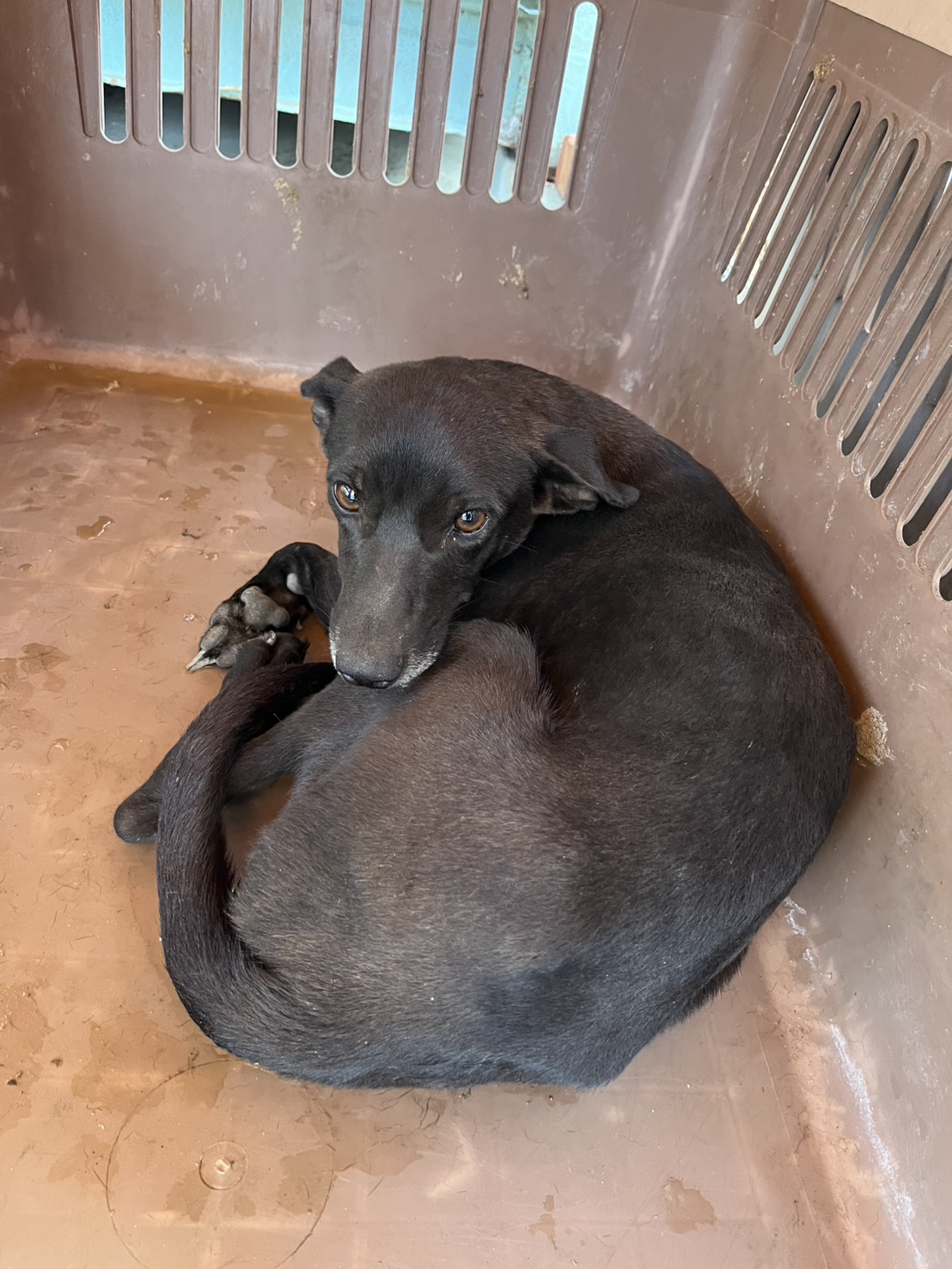 Photo of No. GAAAG1151004001, Young · Female · Small · Mixed breed