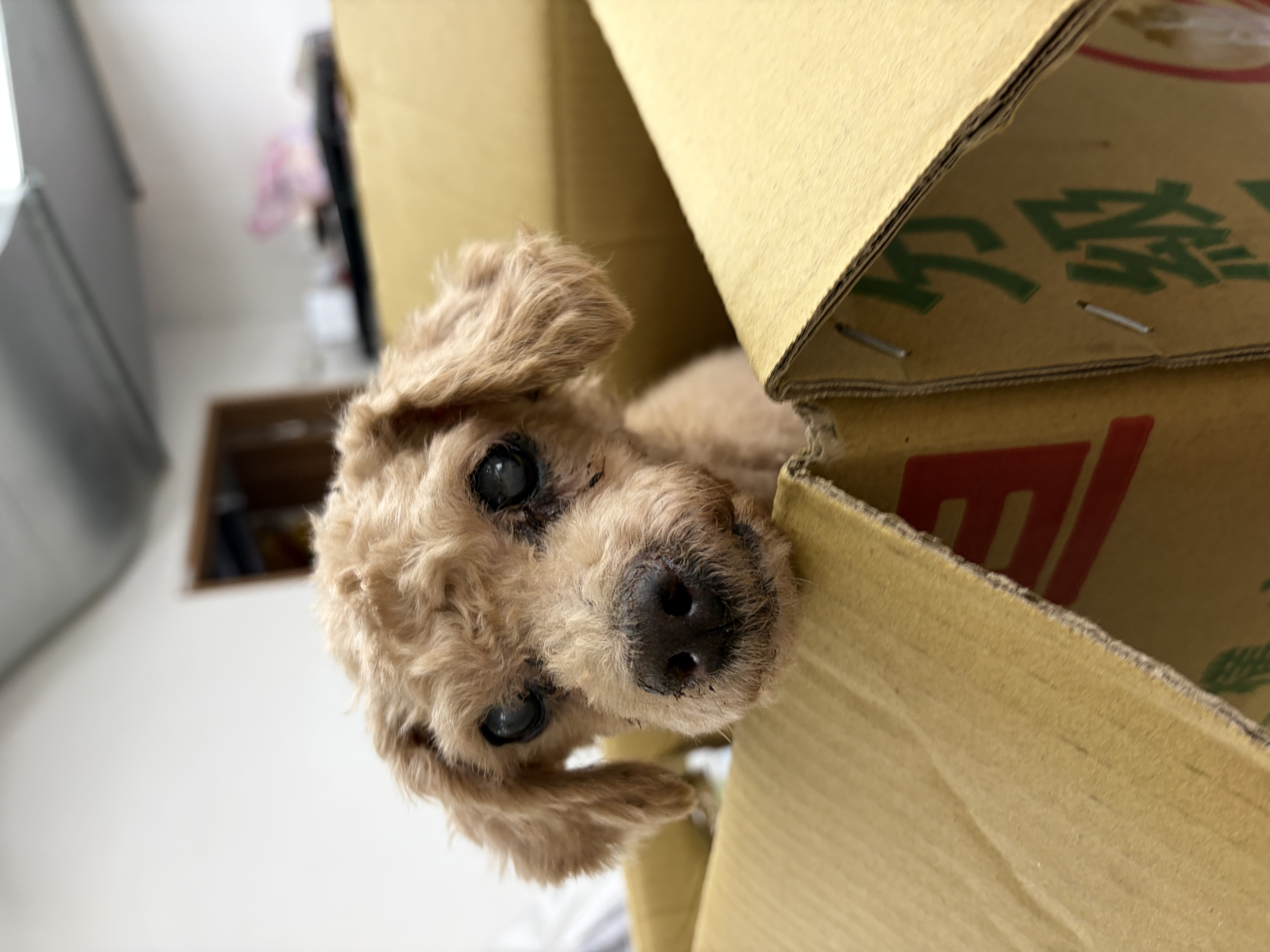 Photo of No. QAAAG1151004003, Adult · Male · Small · poodle