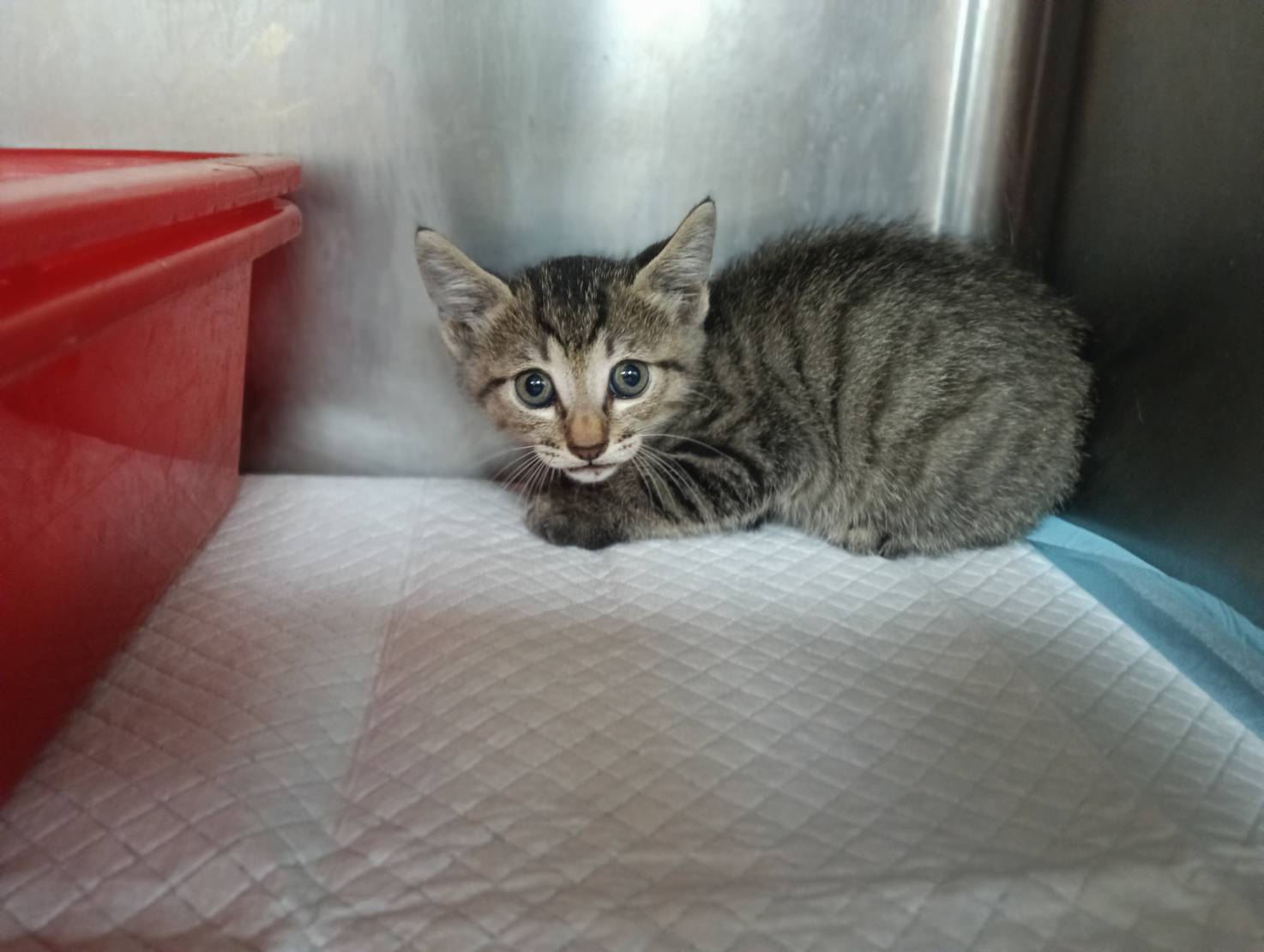 Tabby young male mixed-breed cat, Small, shelter no. …2002