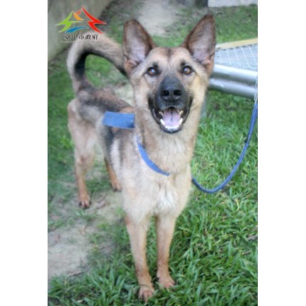 Photo of No. FAABG11507106008, Adult · Female · Large · Mixed breed
