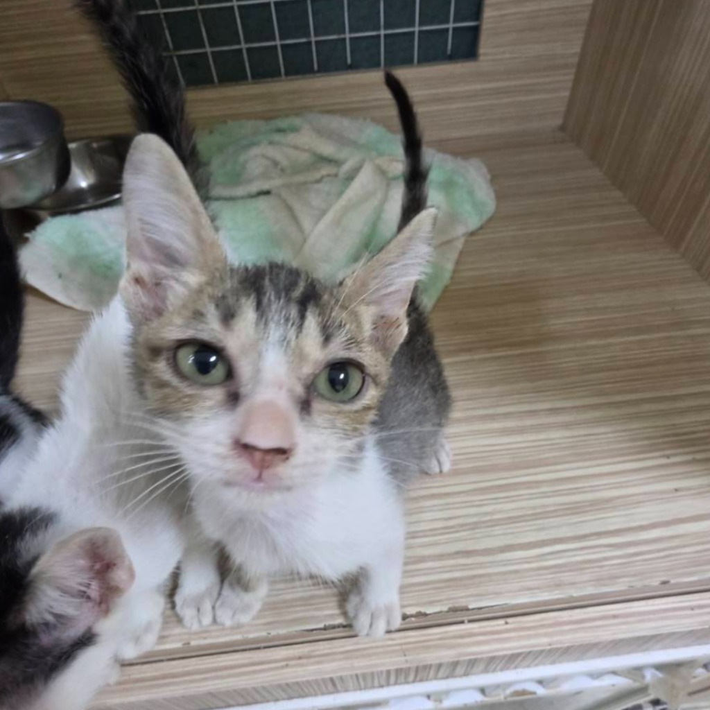 Photo of No. W15C0918-10, Young · Male · Small · Mixed breed