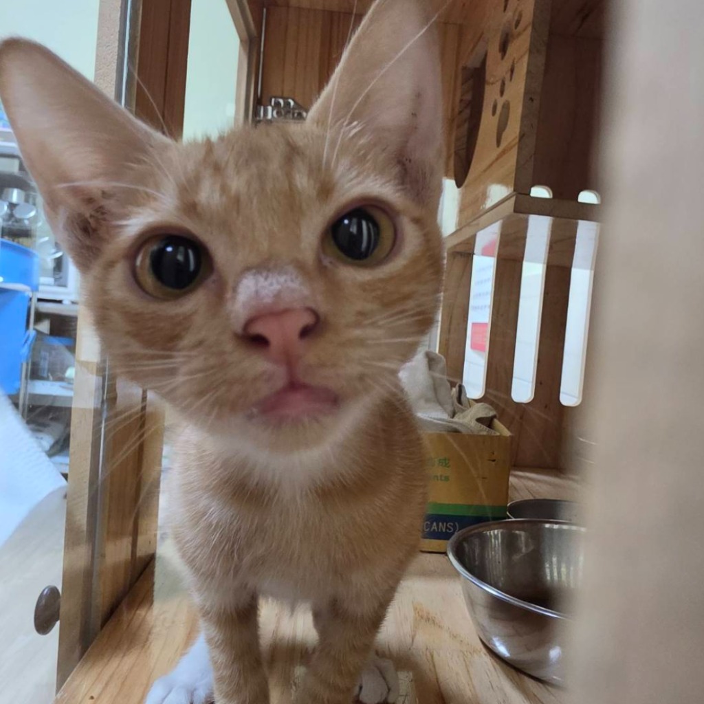 Photo of No. W15C0730-01, Adult · Male · Medium · Mixed breed