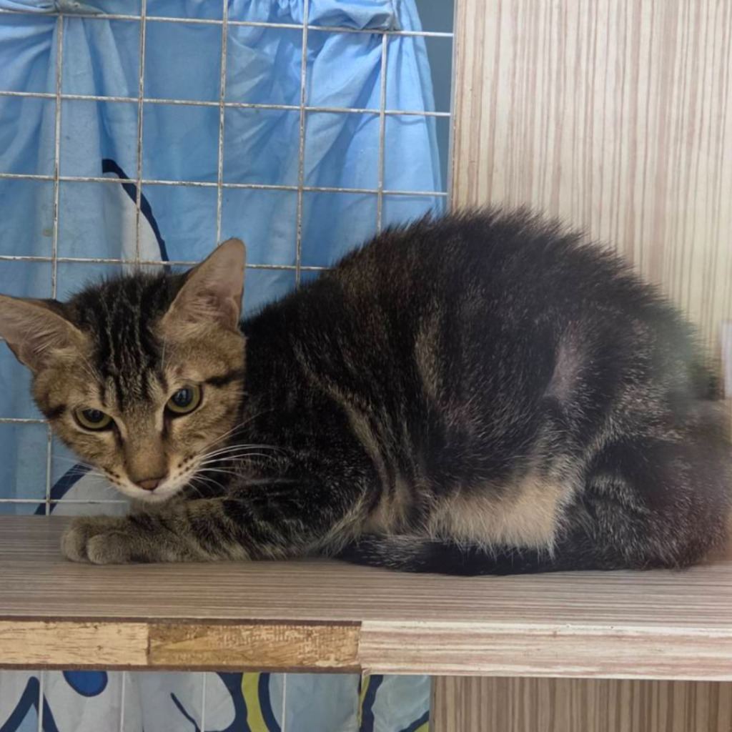 Tabby young male mixed-breed cat, Small, shelter no. …4-07