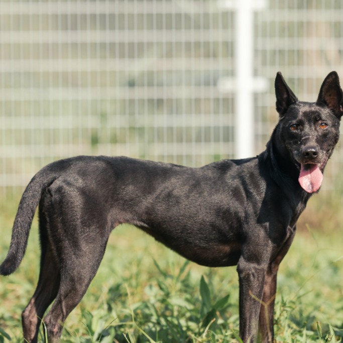Photo of No. AAAGG1150410001, Young · Female · Medium · Mixed breed