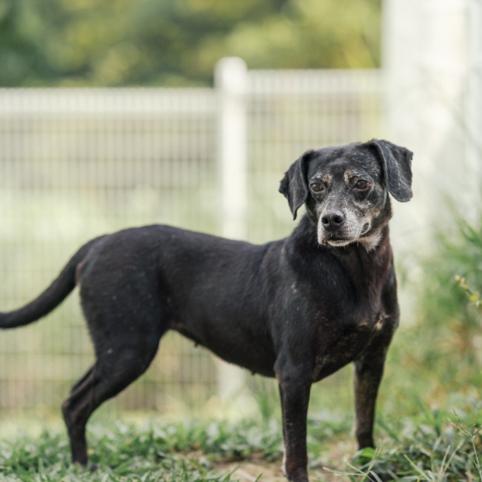 Photo of No. AAAGG1140508001, Adult · Female · Medium · Mixed breed
